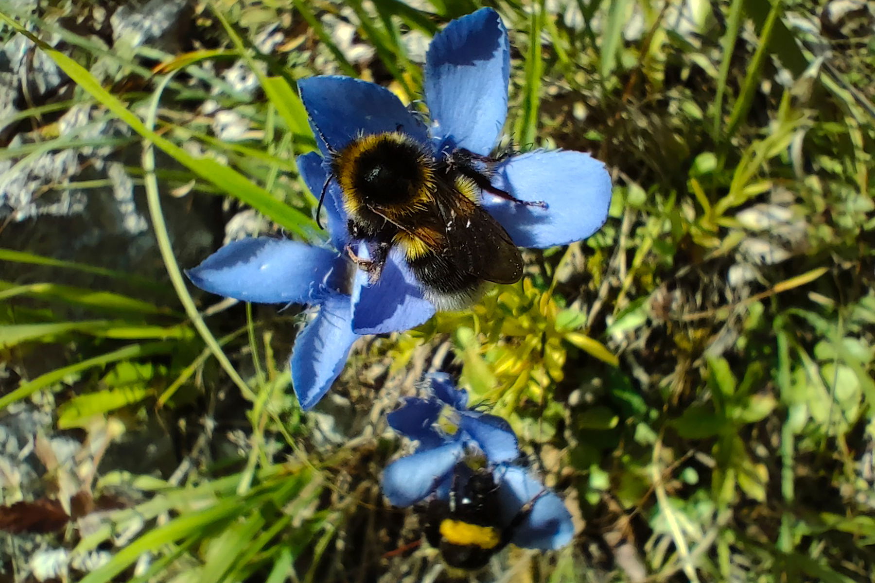 Hummeln laben sich am Gefransten Enzian, der Wanderer labt sich am „Letzten Wasser“. Fotos: Manfred Hinteregger