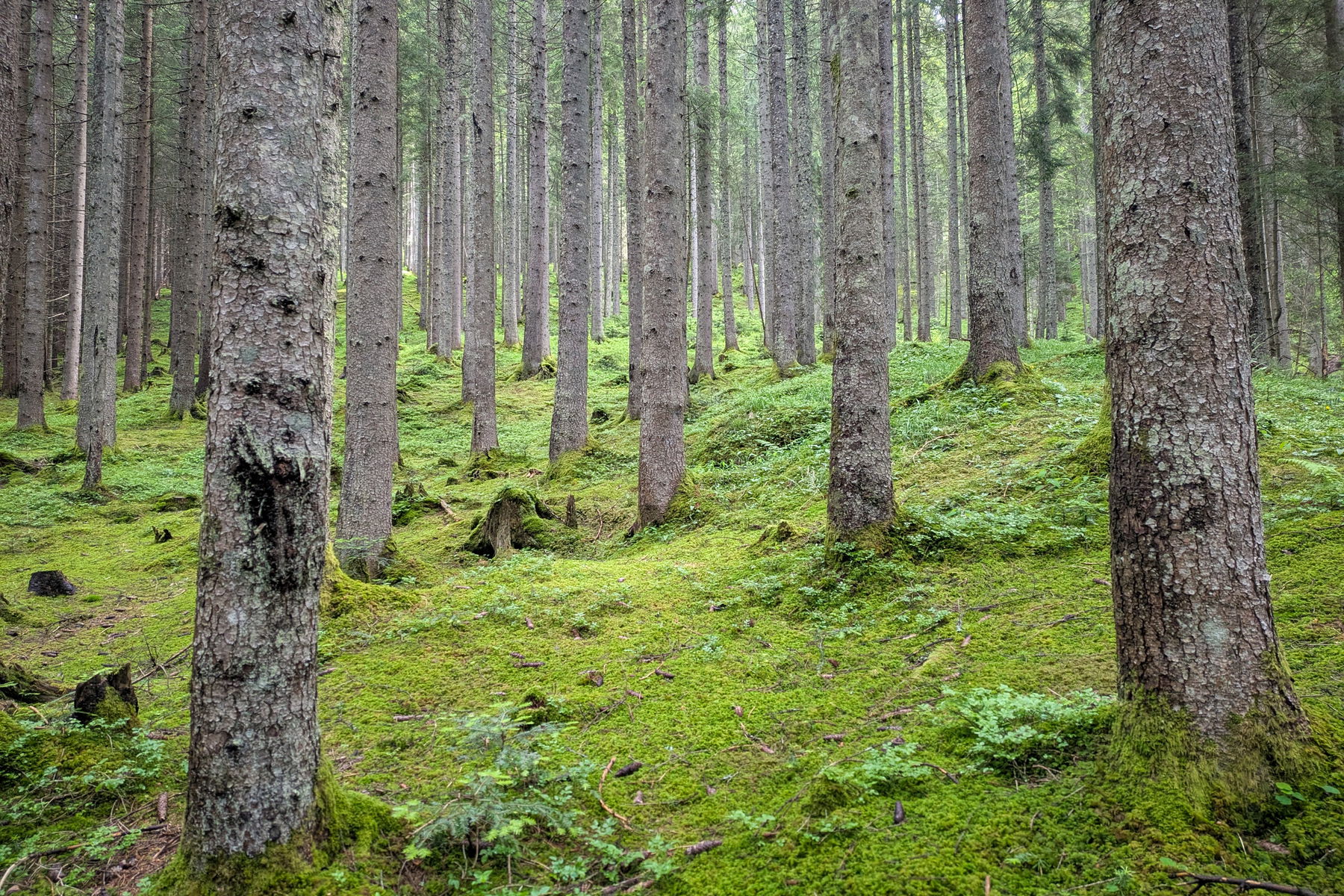 Moosbewachsender Boden soweit das Auge reicht. Foto: Anna, POW AT