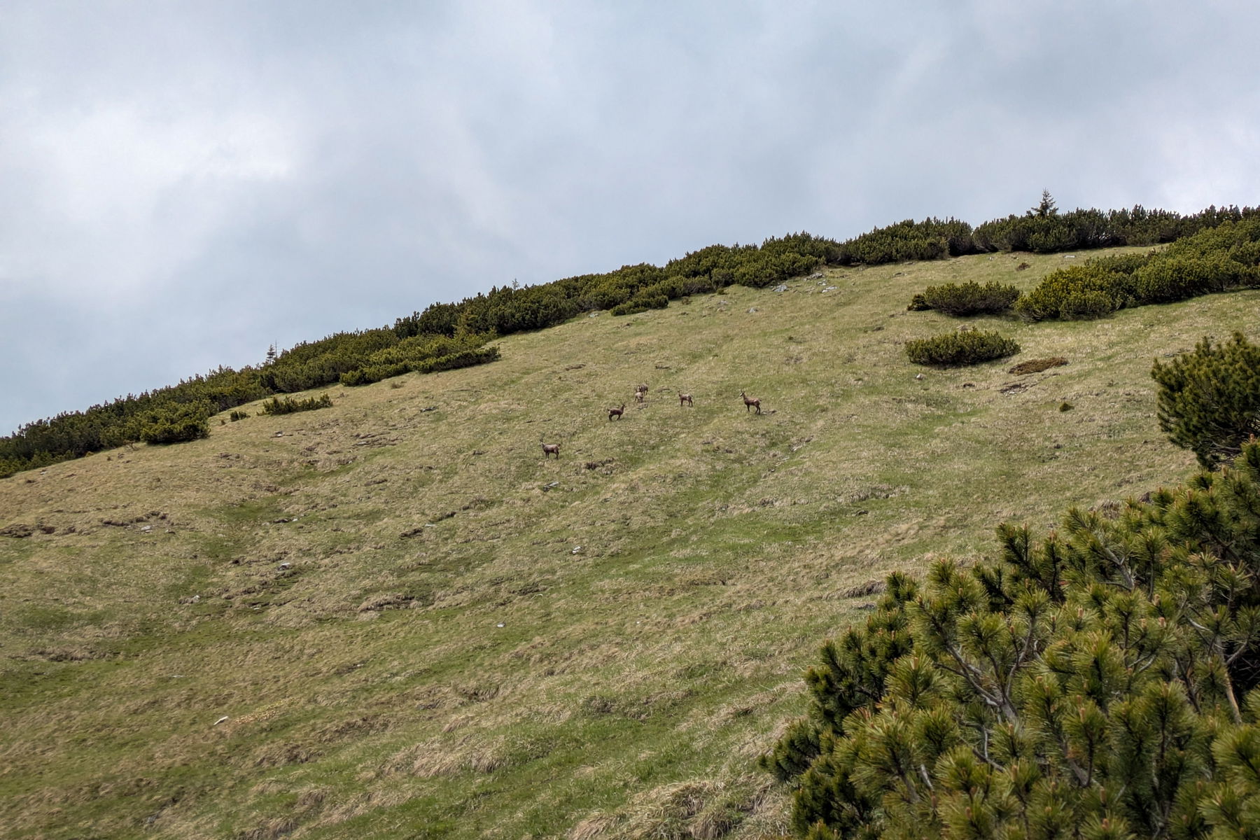 Nomen est omen: Gämse am Gamsfeld. Wir sollten bei dieser Wanderung insgesamt mehr Gämse als Menschen treffen. Foto: Anna, POW AT