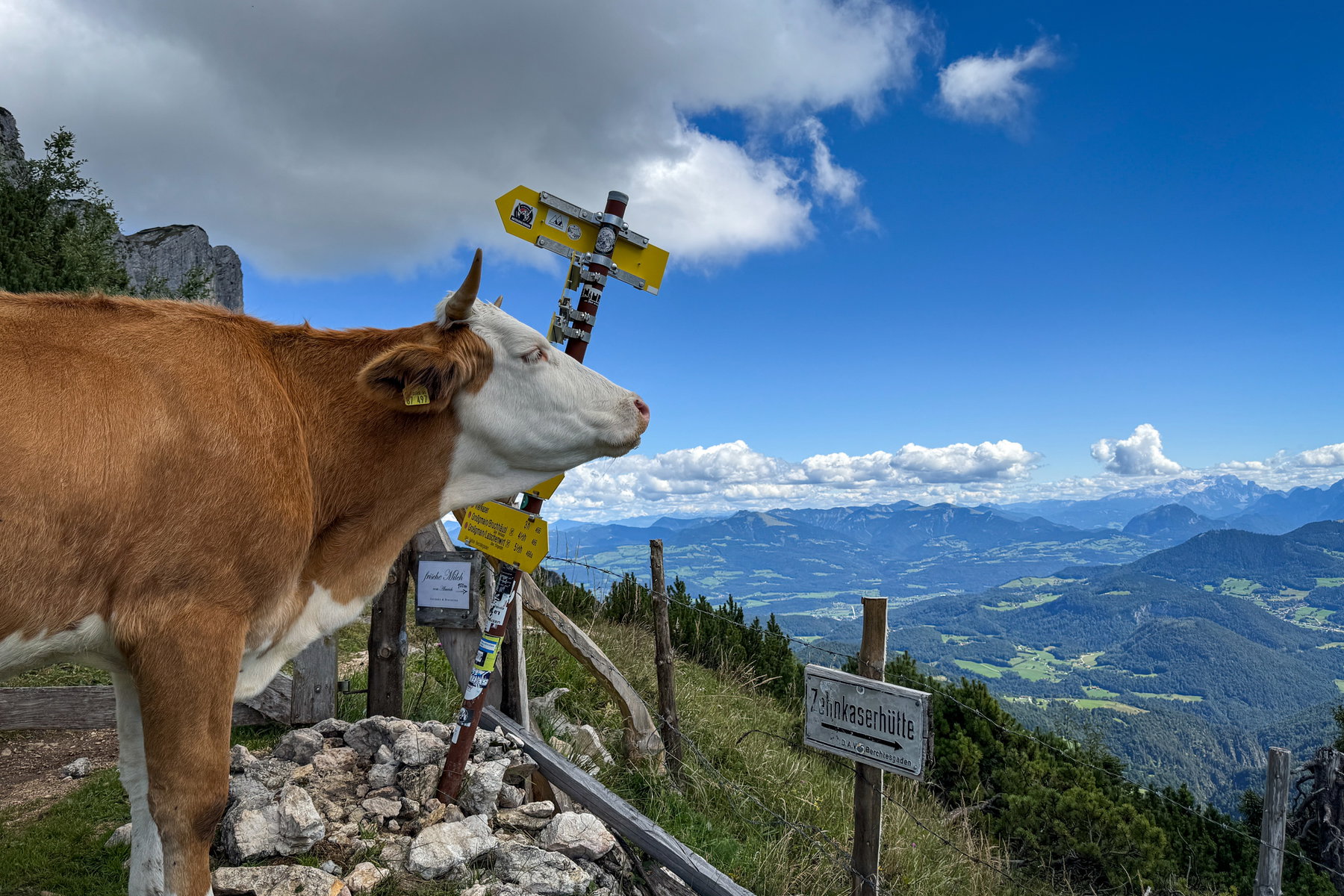 Eine Kuh genießt den Ausblick. Foto: Bernhard Walle