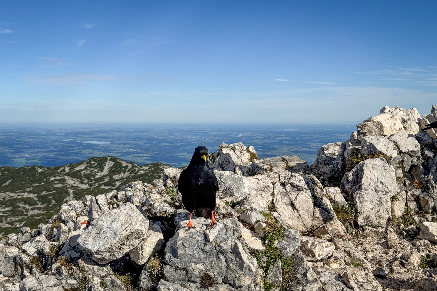 Eine Alpendohle am Hochthron. Foto: Bernhard Walle