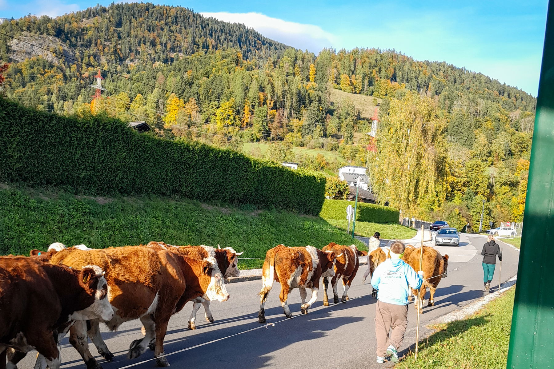 Eindrücke vom Abstieg inklusive Almabtrieb. Fotos: Martin Winter