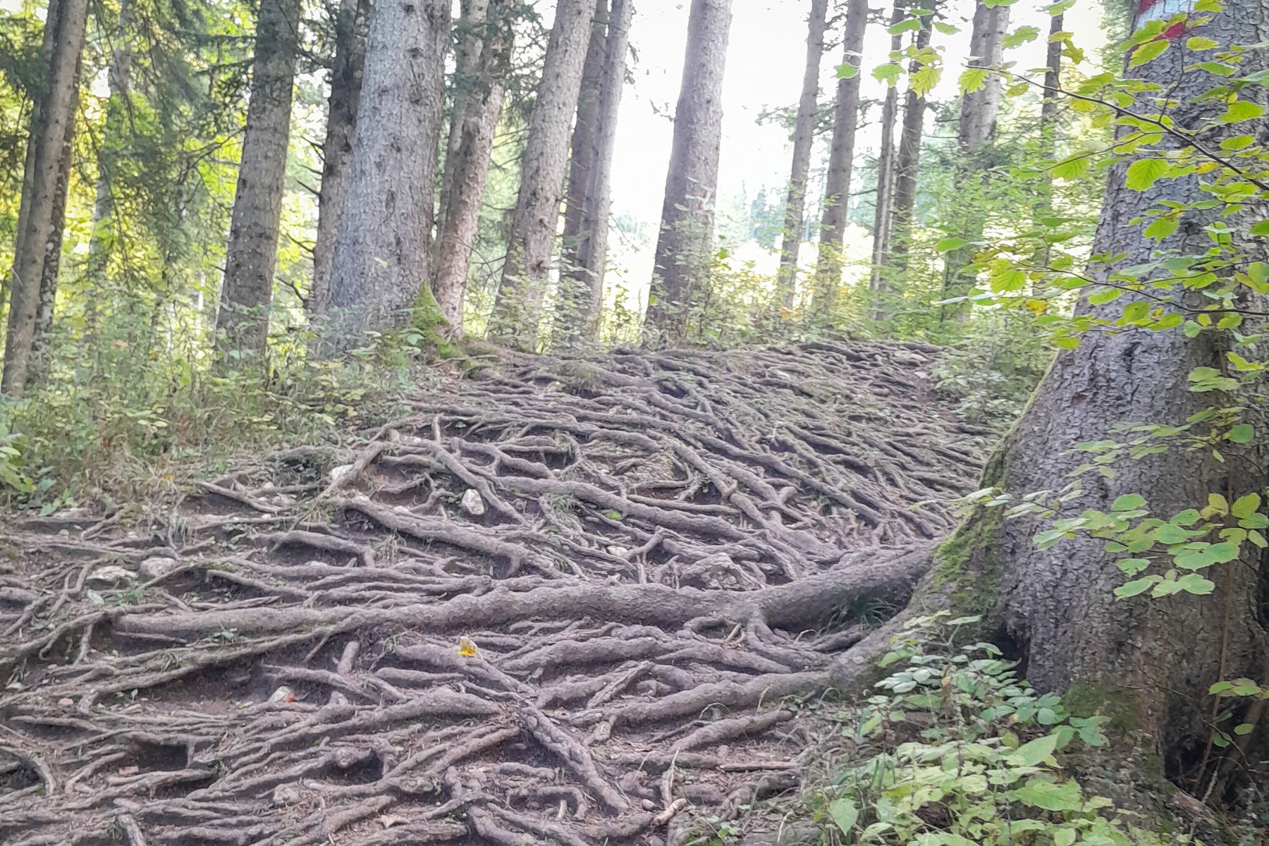 Steig Richtung Schönmoos. Foto: Martin Winter