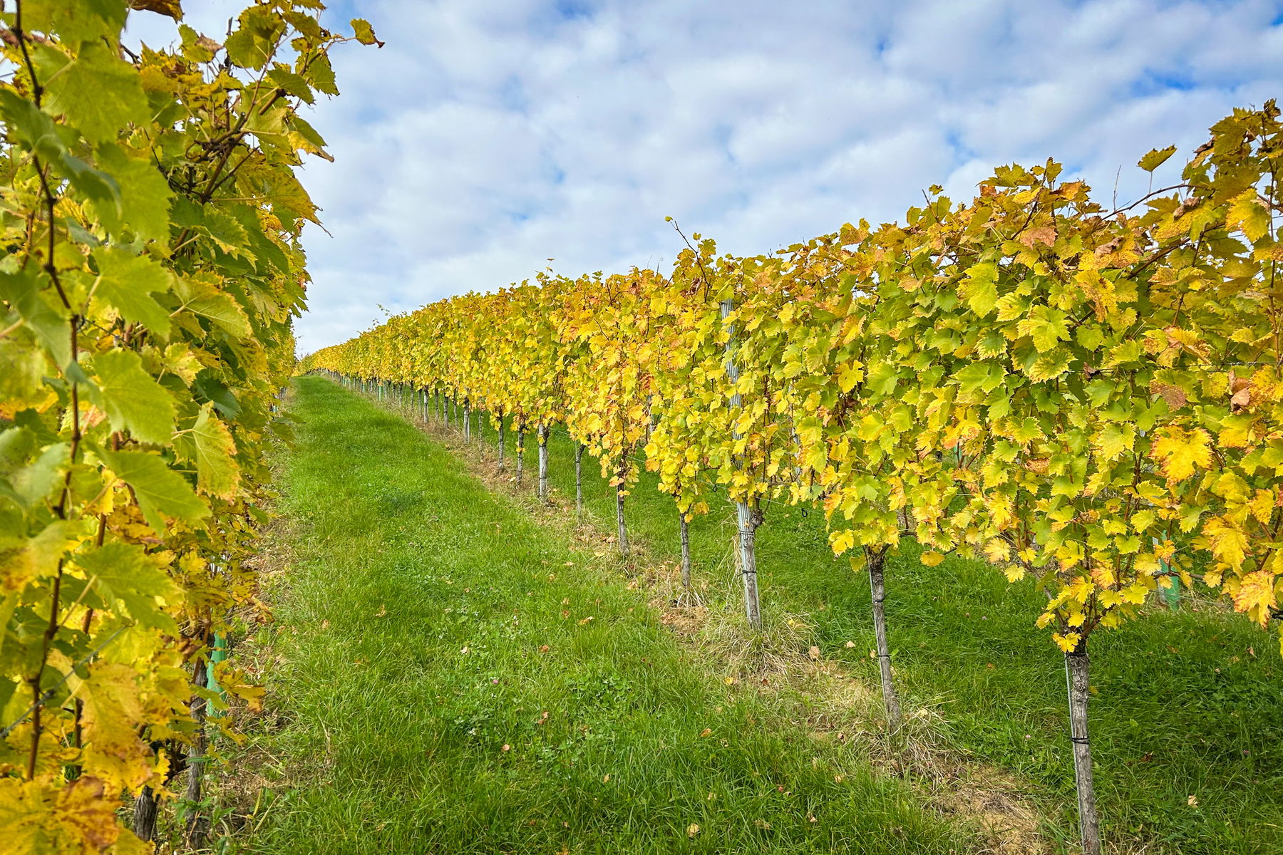 Herbstlicher Weingarten unterhalb vom Weingut Ulrich. Foto: David Kurz