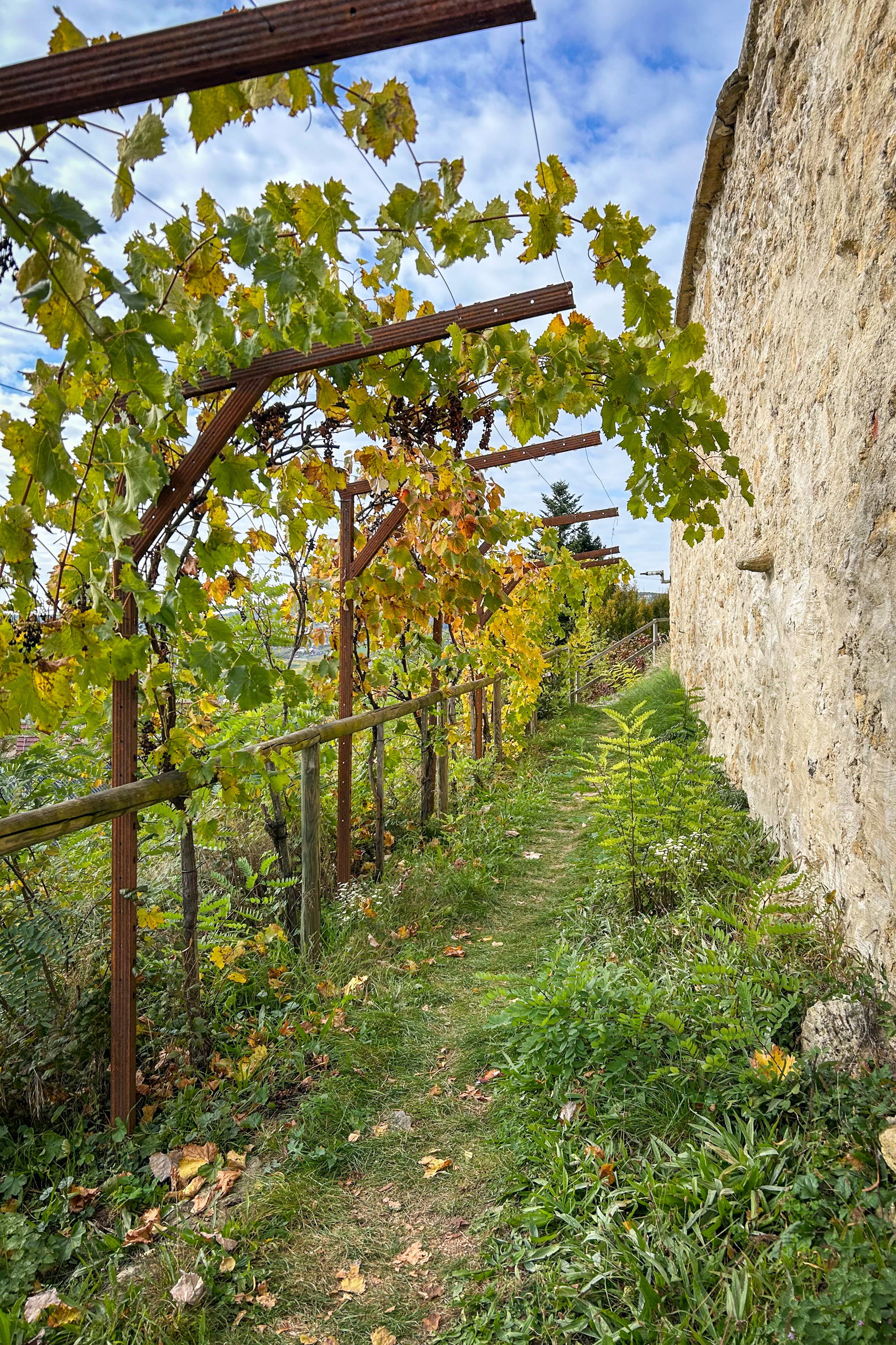 Entlang von Weingärten; Gemütlich auf Sturm und Kastanien. Fotos: David Kurz