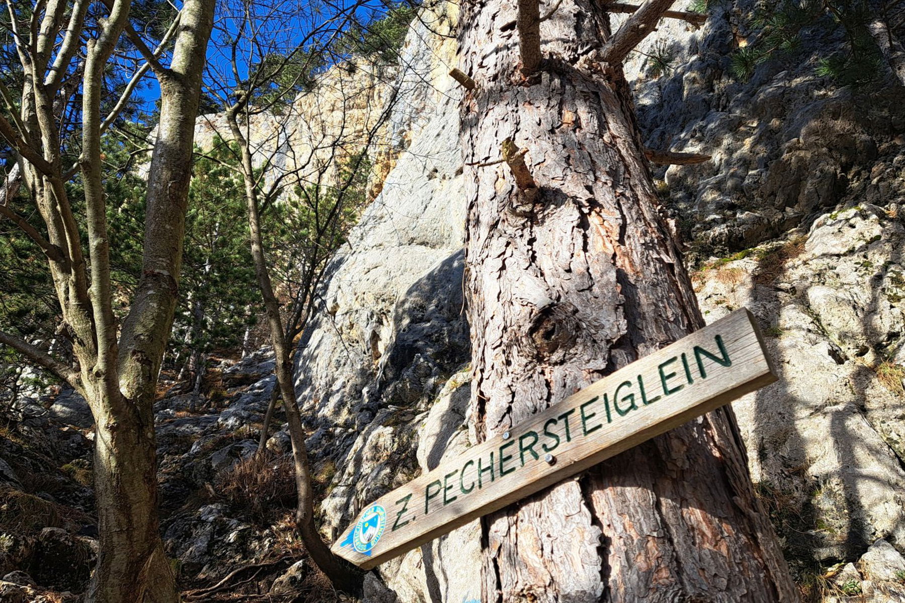 Von der Puchberger Bahn auf die Hohe Wand am „Zahmen Pechersteiglein“