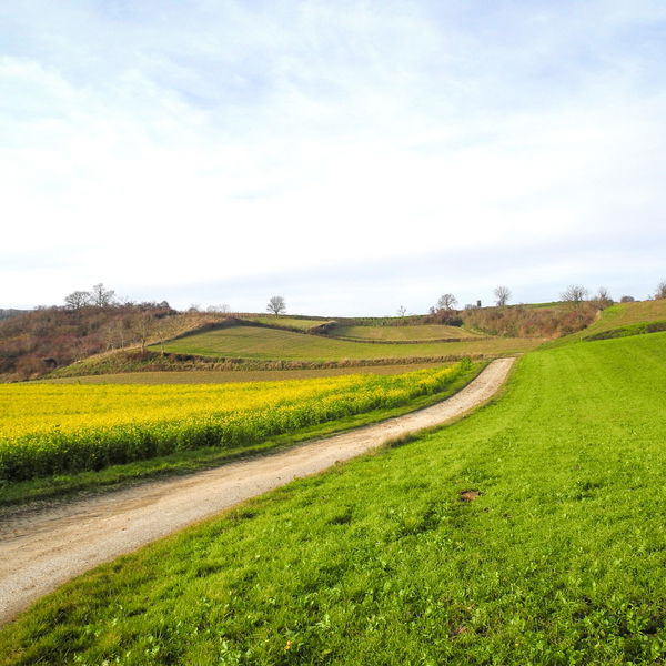 Weinviertler Jakobsweg: Von Paasdorf nach Grafensulz
