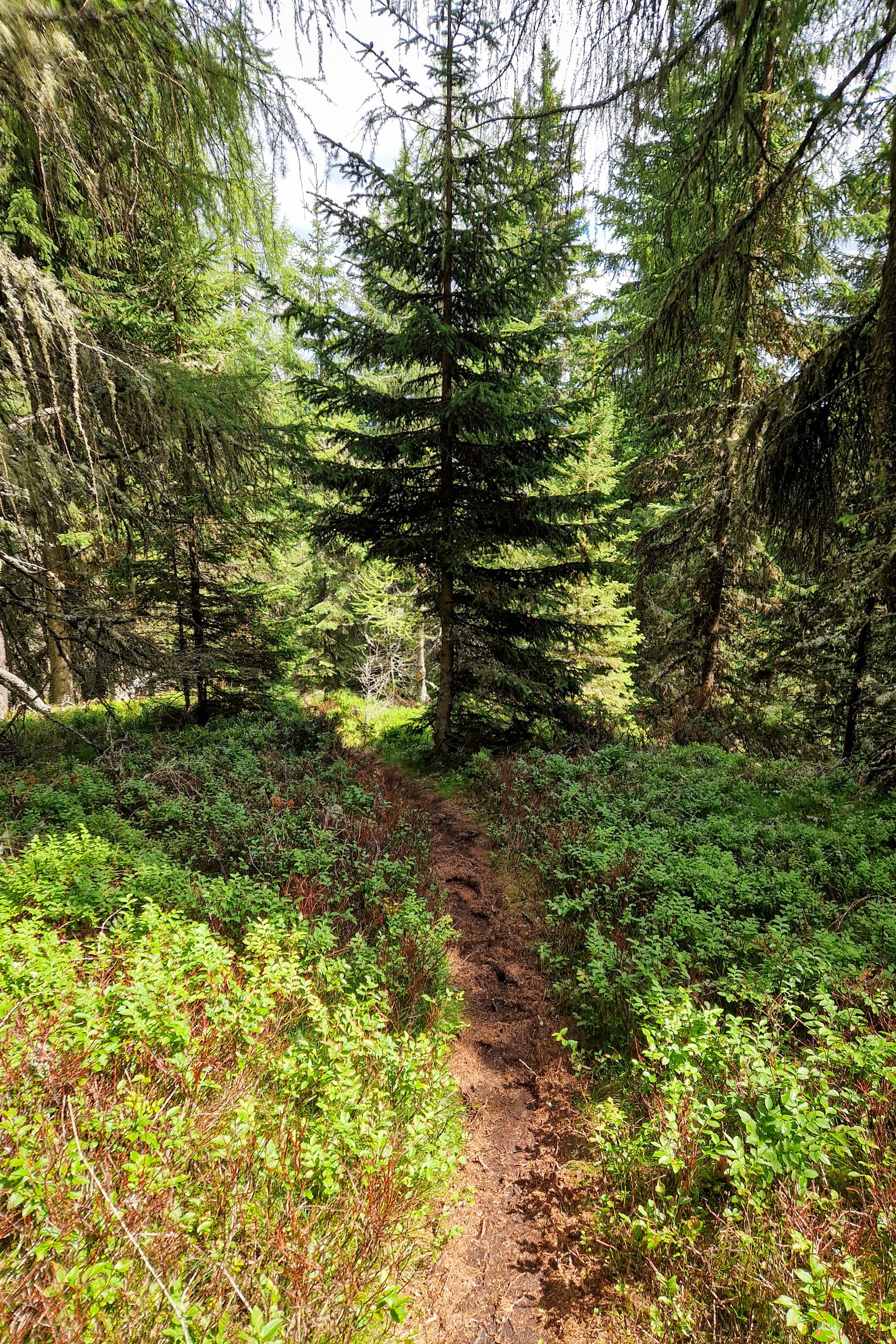 Der Abstieg führt durch den Wald; Vorsicht bei Kühen! Fotos: Toni, POW AT