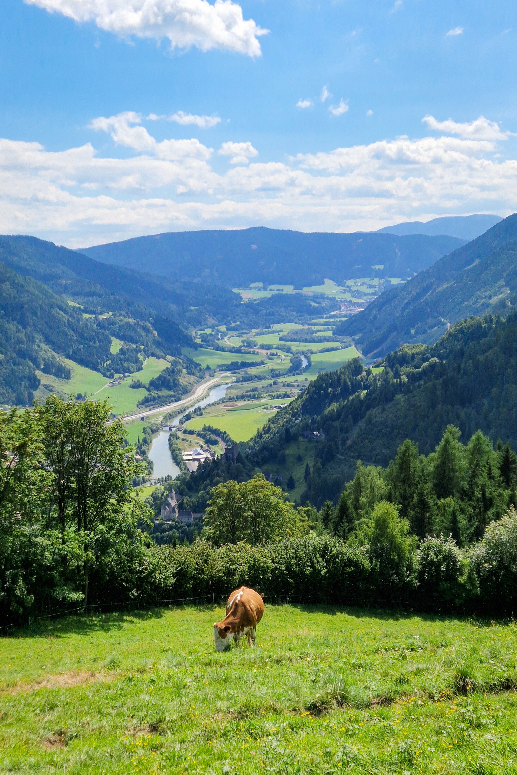 Der Abstieg führt durch den Wald; Vorsicht bei Kühen! Fotos: Toni, POW AT