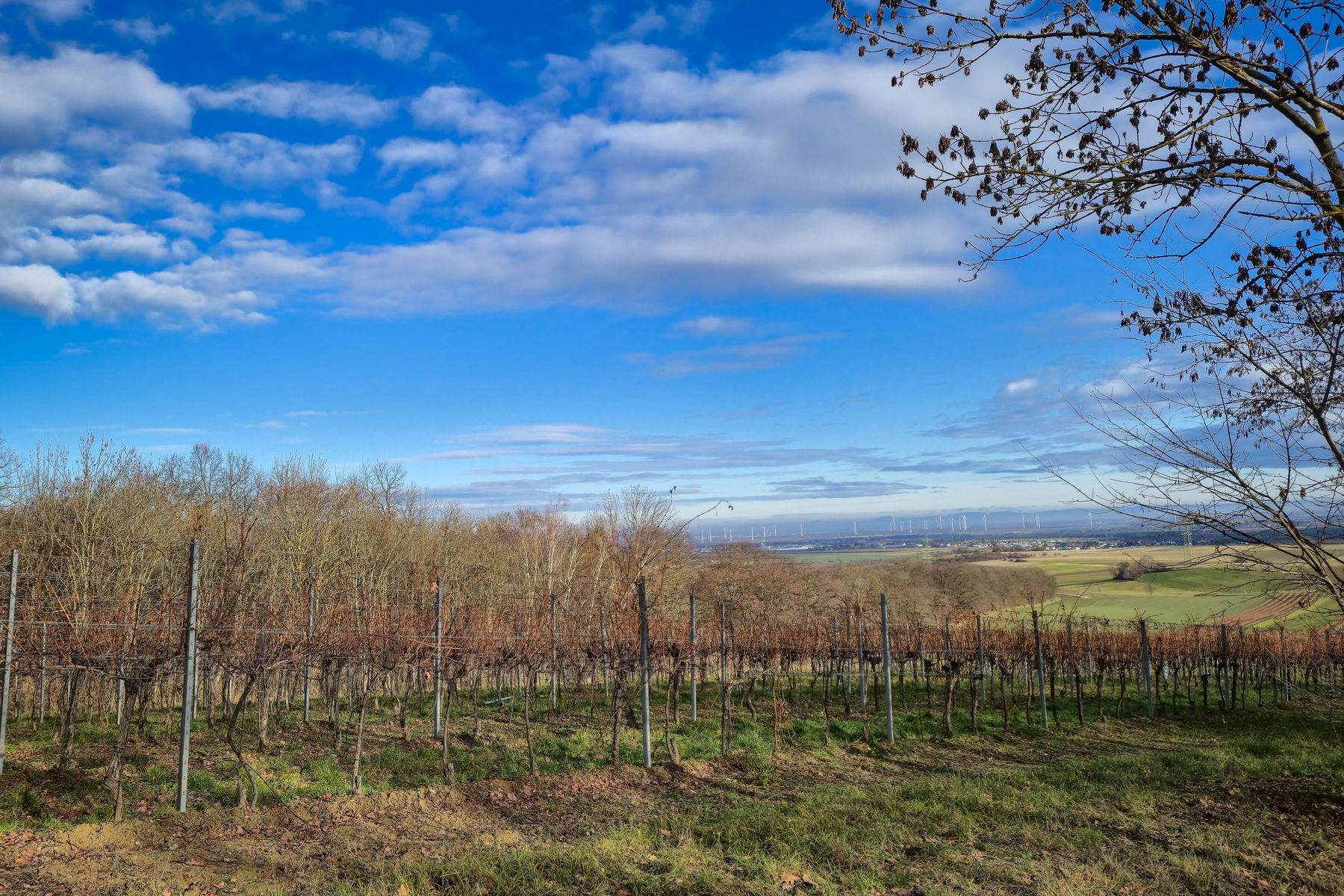 Ein Blick zurück über die Weingärten und Hagenbrunn (im Hintergrund). Foto: Linda Prähauser