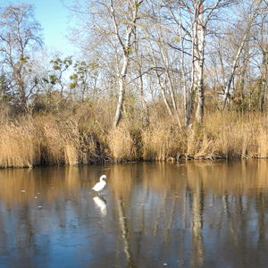 Immer dem Wasser entlang: Vom Biberhaufen nach Groß Enzersdorf