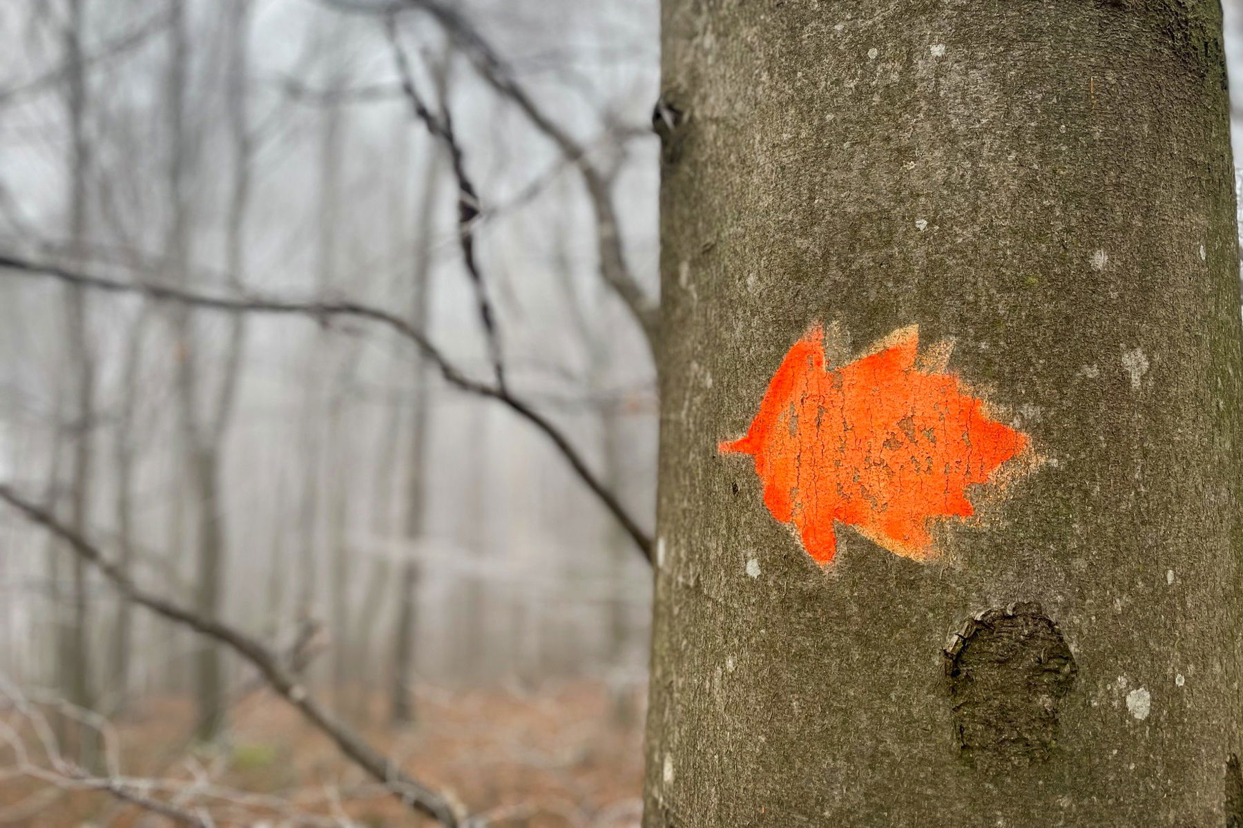 Elsbeerwegmarkierung. Foto: Ursula Truebswasser