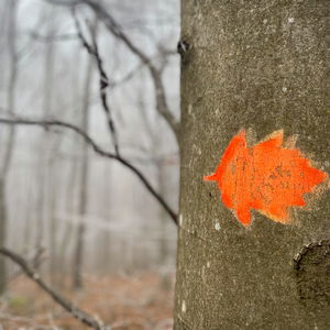 Quer durchs Elsbeerland