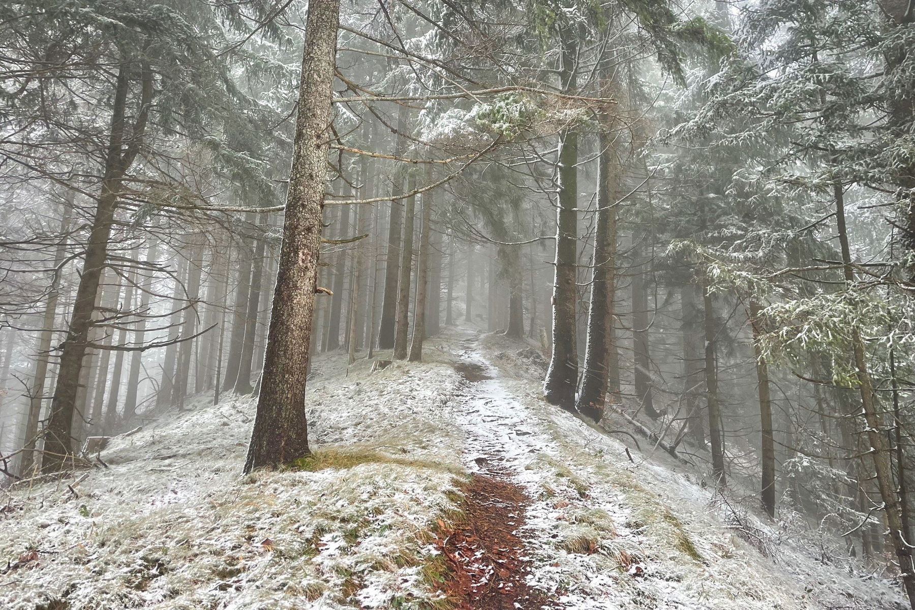 Waldweg hinauf zum Gromann. Foto: Ursula Truebswasser
