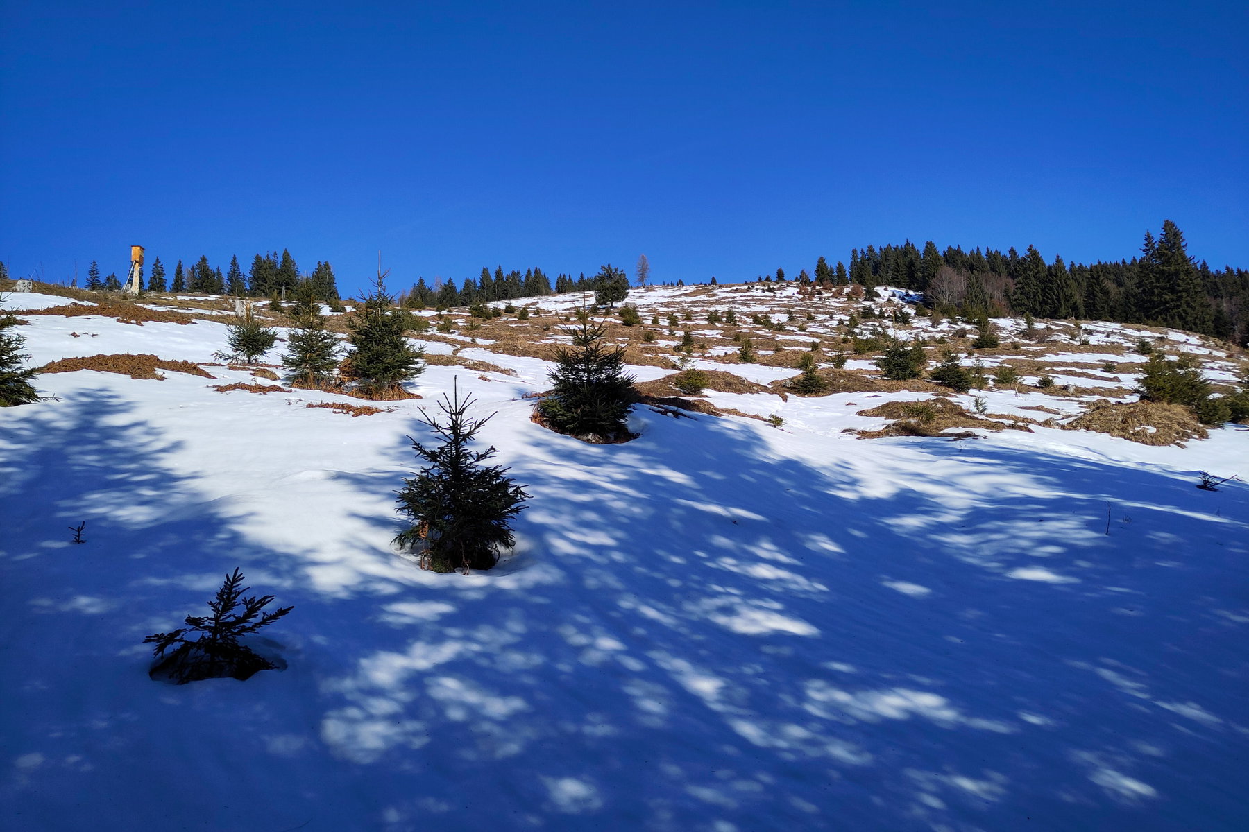 Schlenkensteinalm; links ein bemerkenswerter Jägerstand. Foto: Karl Plohovich
