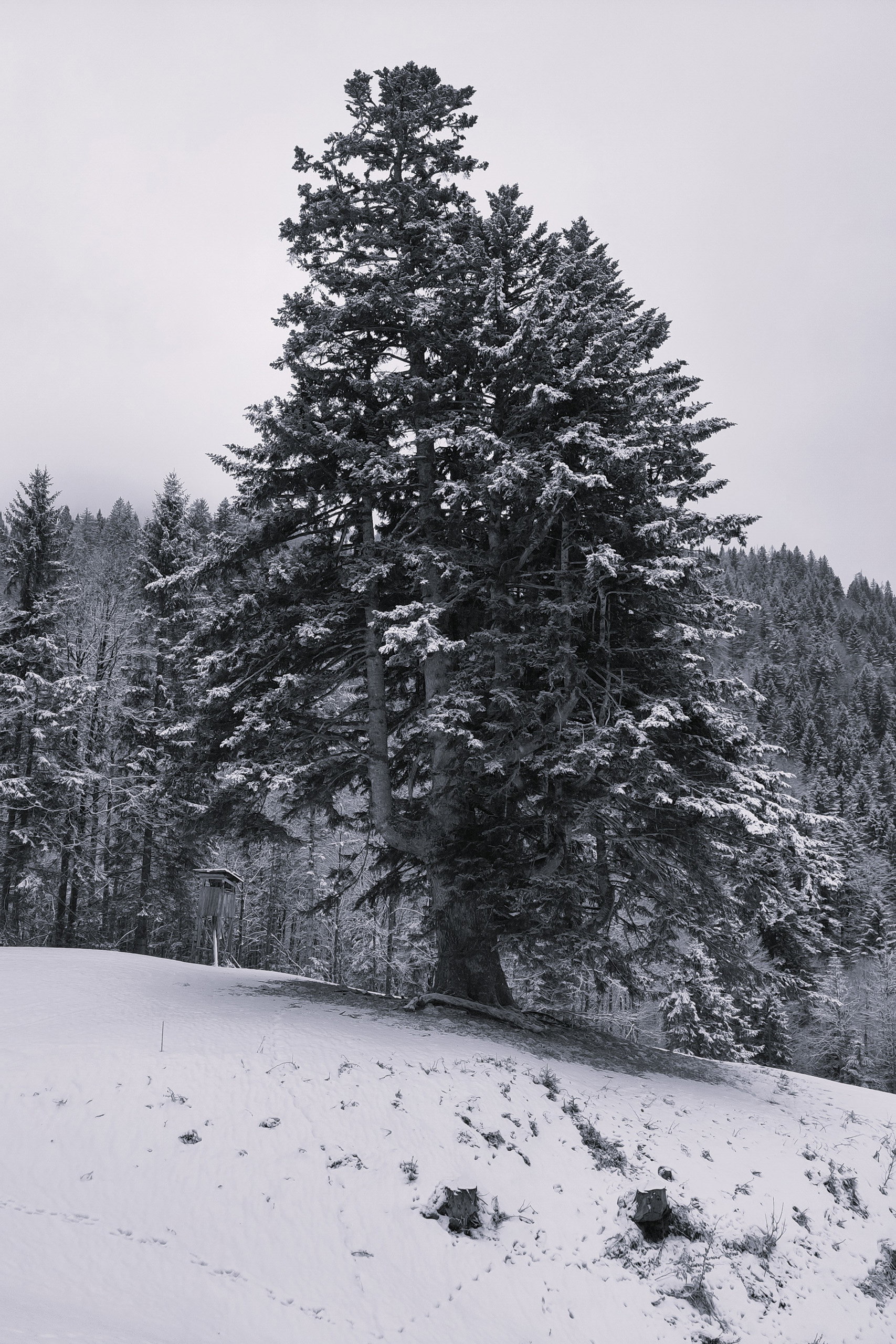 Fantastische Baumriesen – welch ein Anblick! Fotos: Karl Plohovich