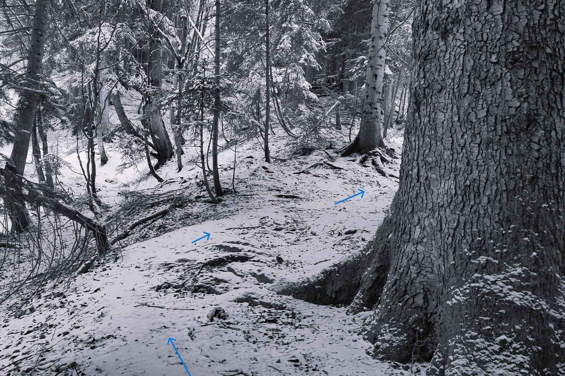 Der kleine Abschneider. Foto: Karl Plohovich