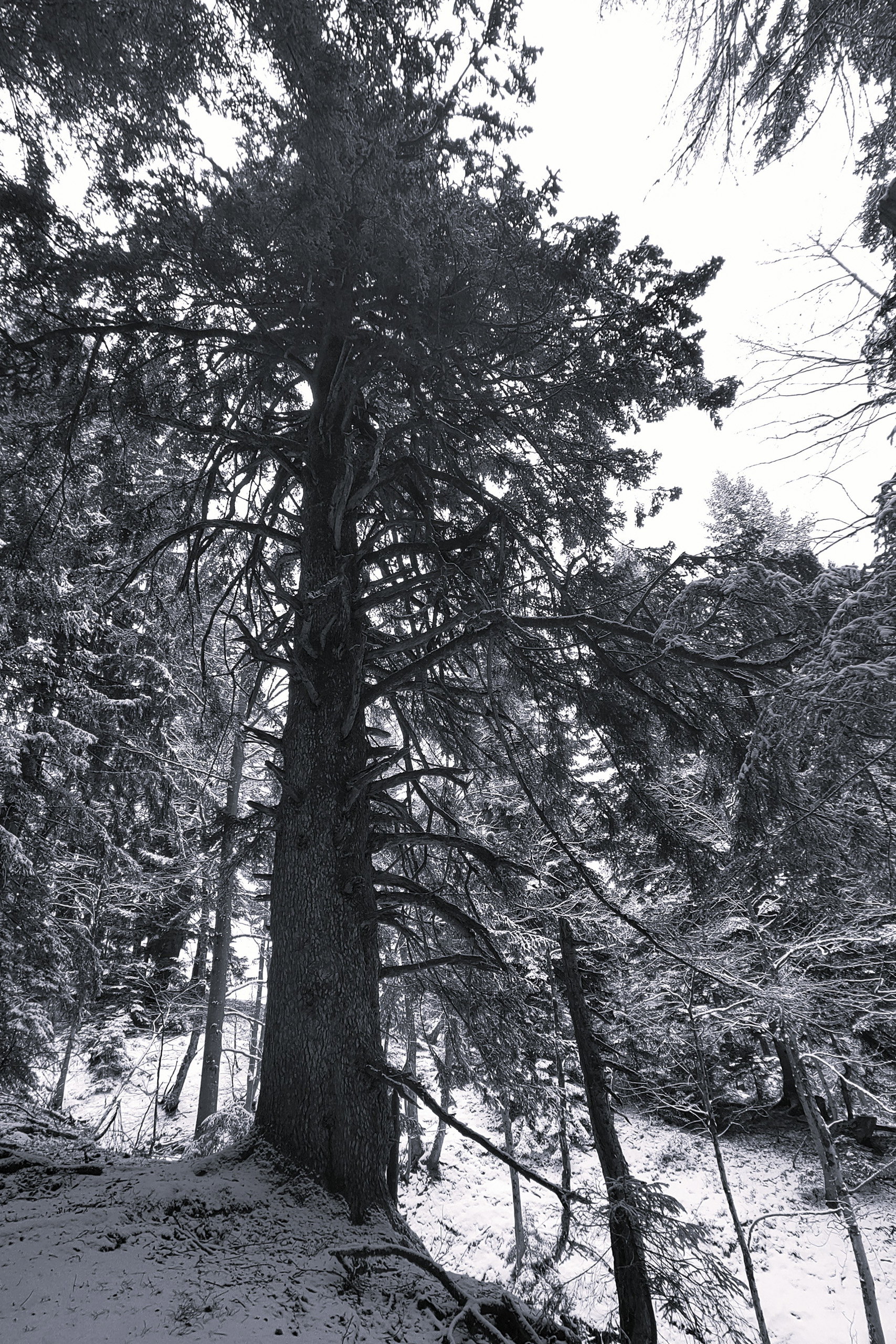 Fantastische Baumriesen – welch ein Anblick! Fotos: Karl Plohovich