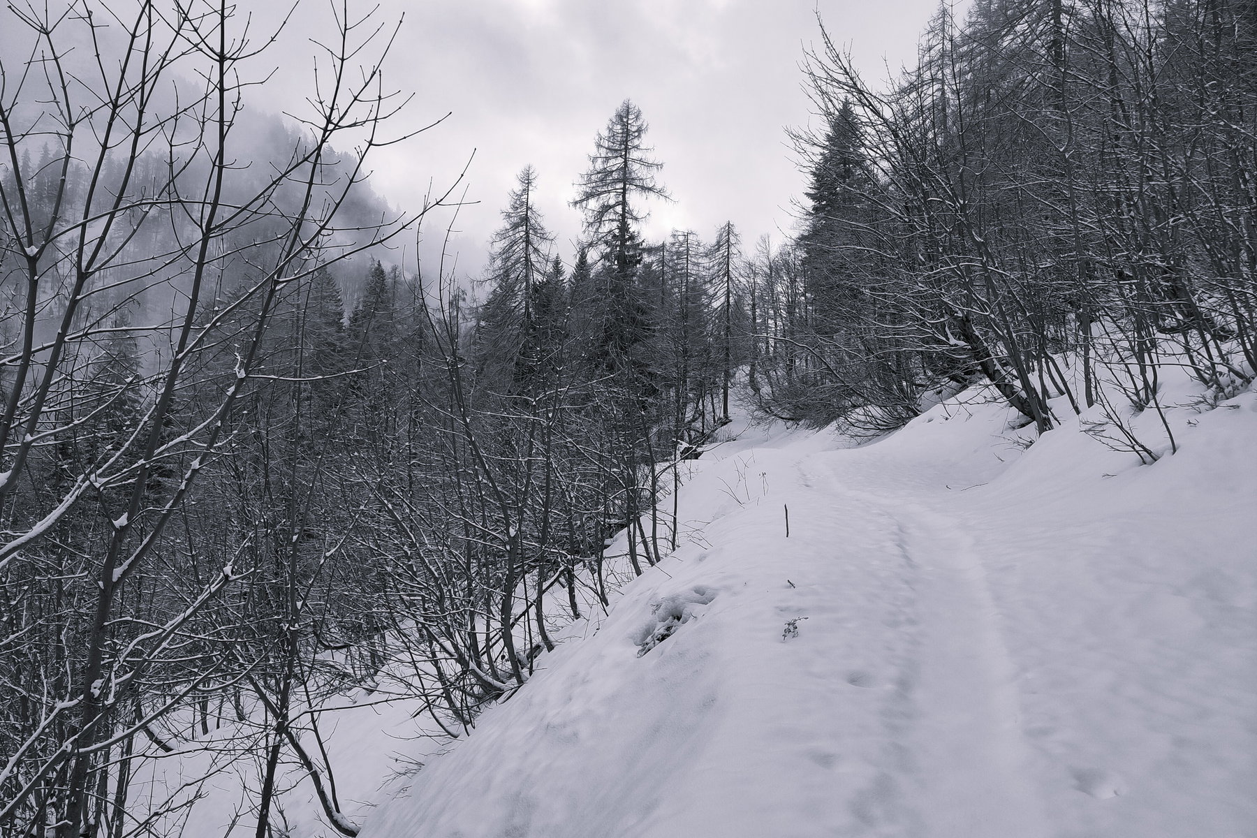Zielgerade – bald ist die Bergalm erreicht. Foto: Karl Plohovich