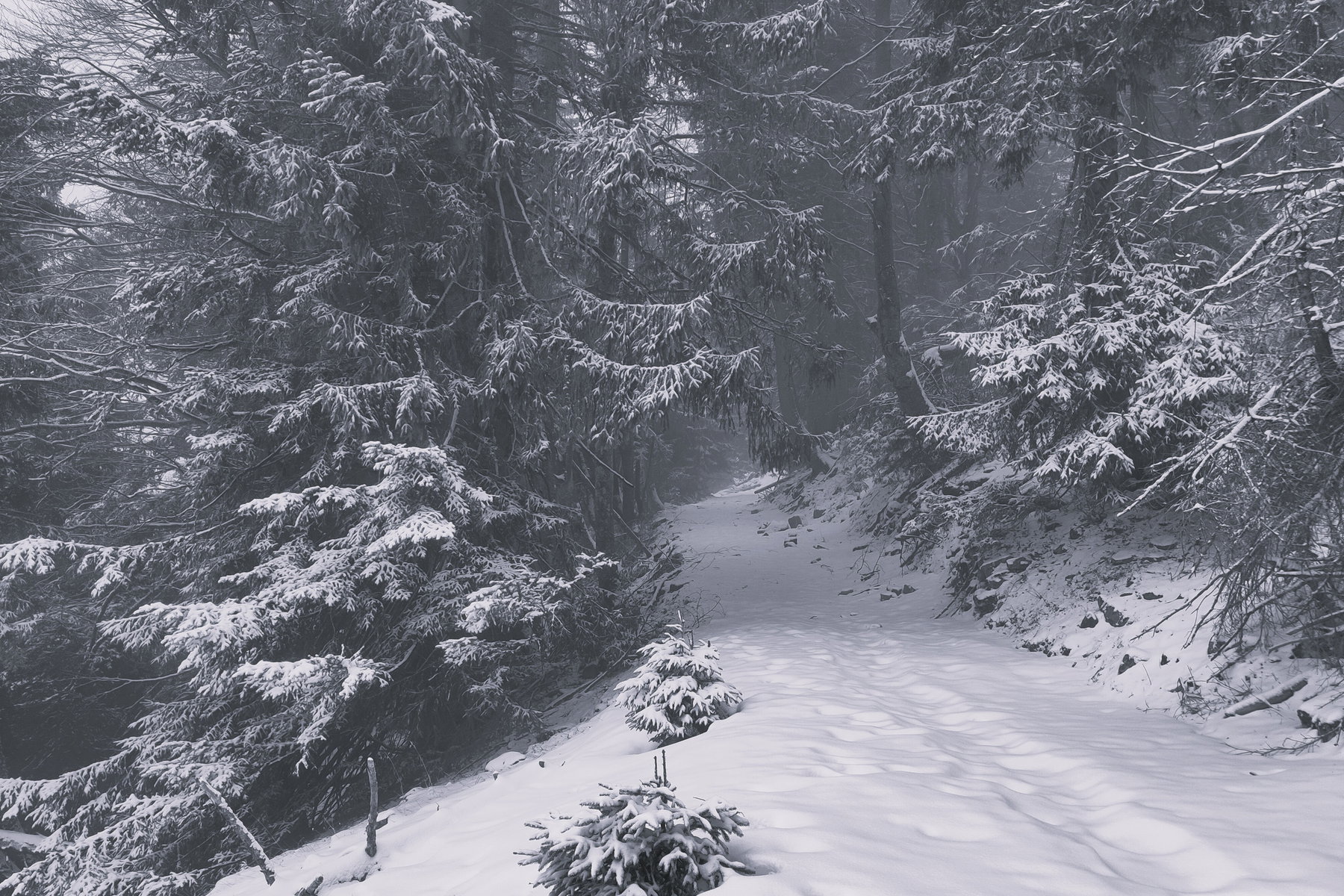 Romantischer Almweg. Foto: Karl Plohovich