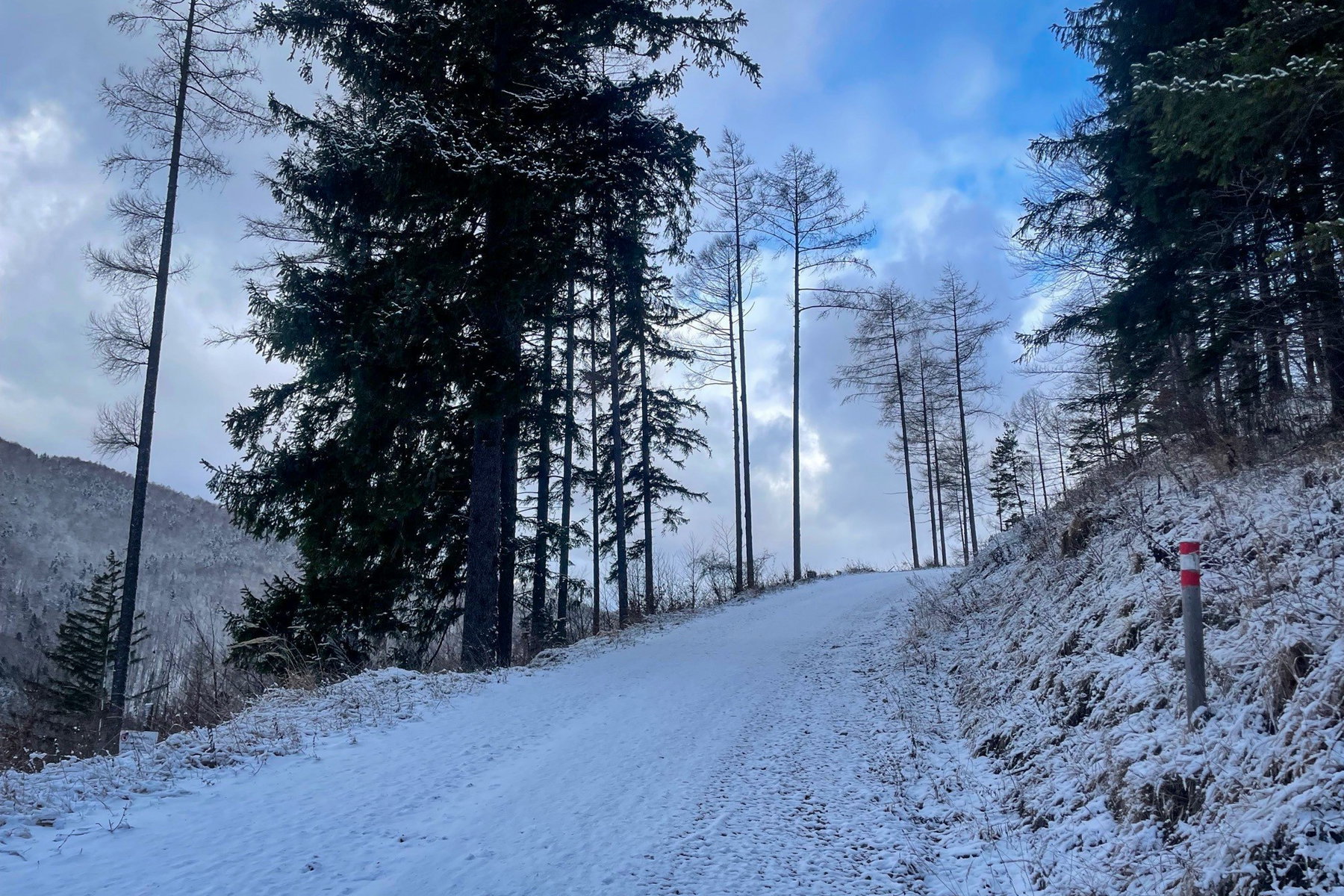 Forststraße hinauf zur Lilienfelderhütte. Foto: Ursula Truebswasser