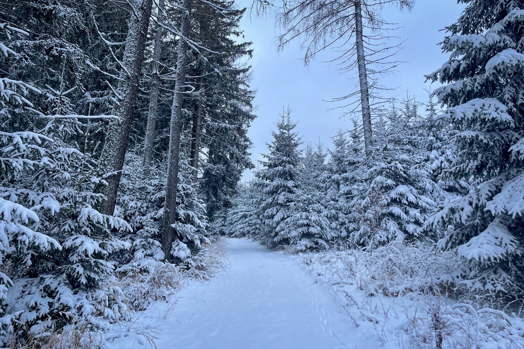 Winterwald kurz vor der Lilienfelderhütte. Foto: Ursula Truebswasser