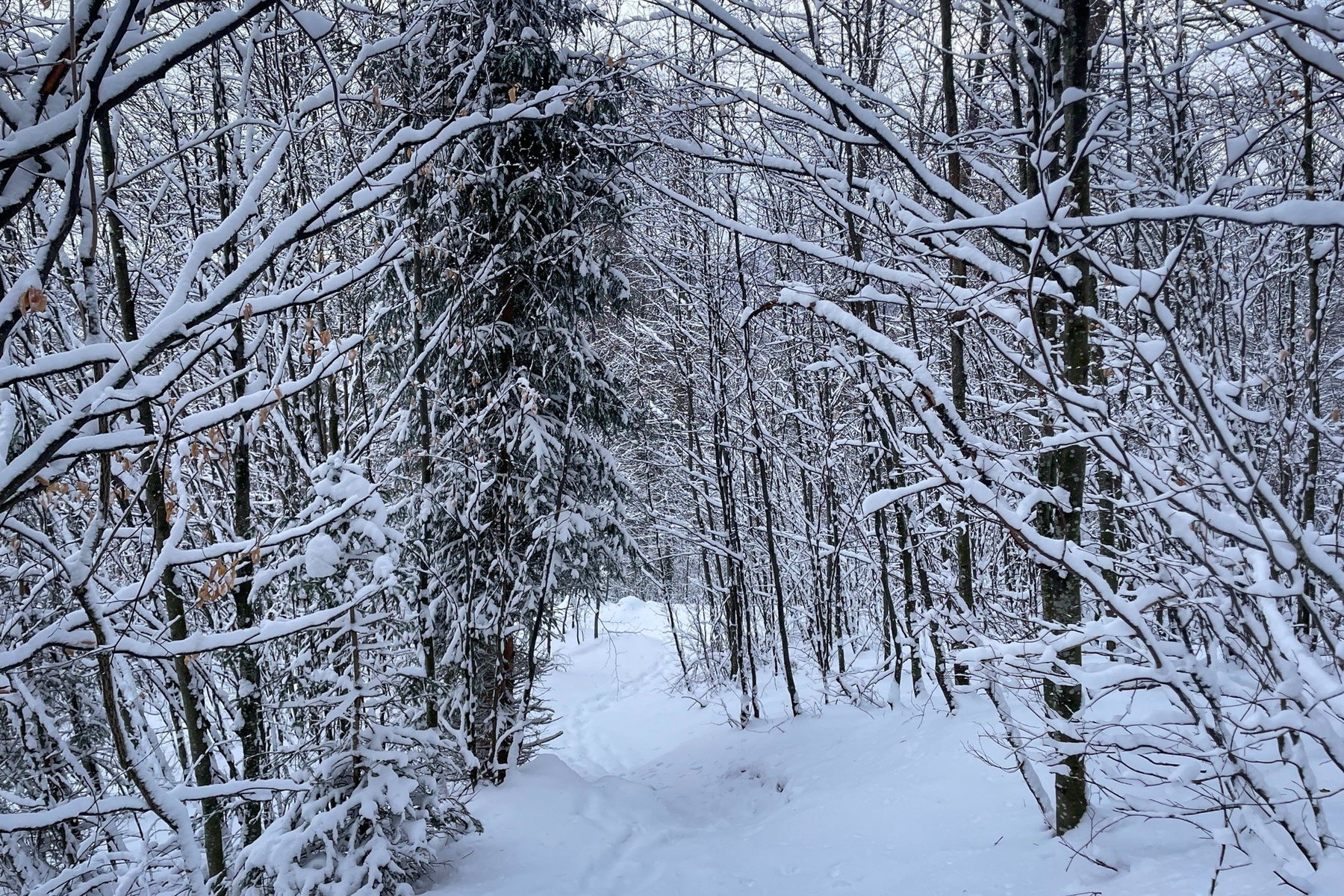 Winterwonderland Richtung Karlstein. Foto: Ursula Truebswasser