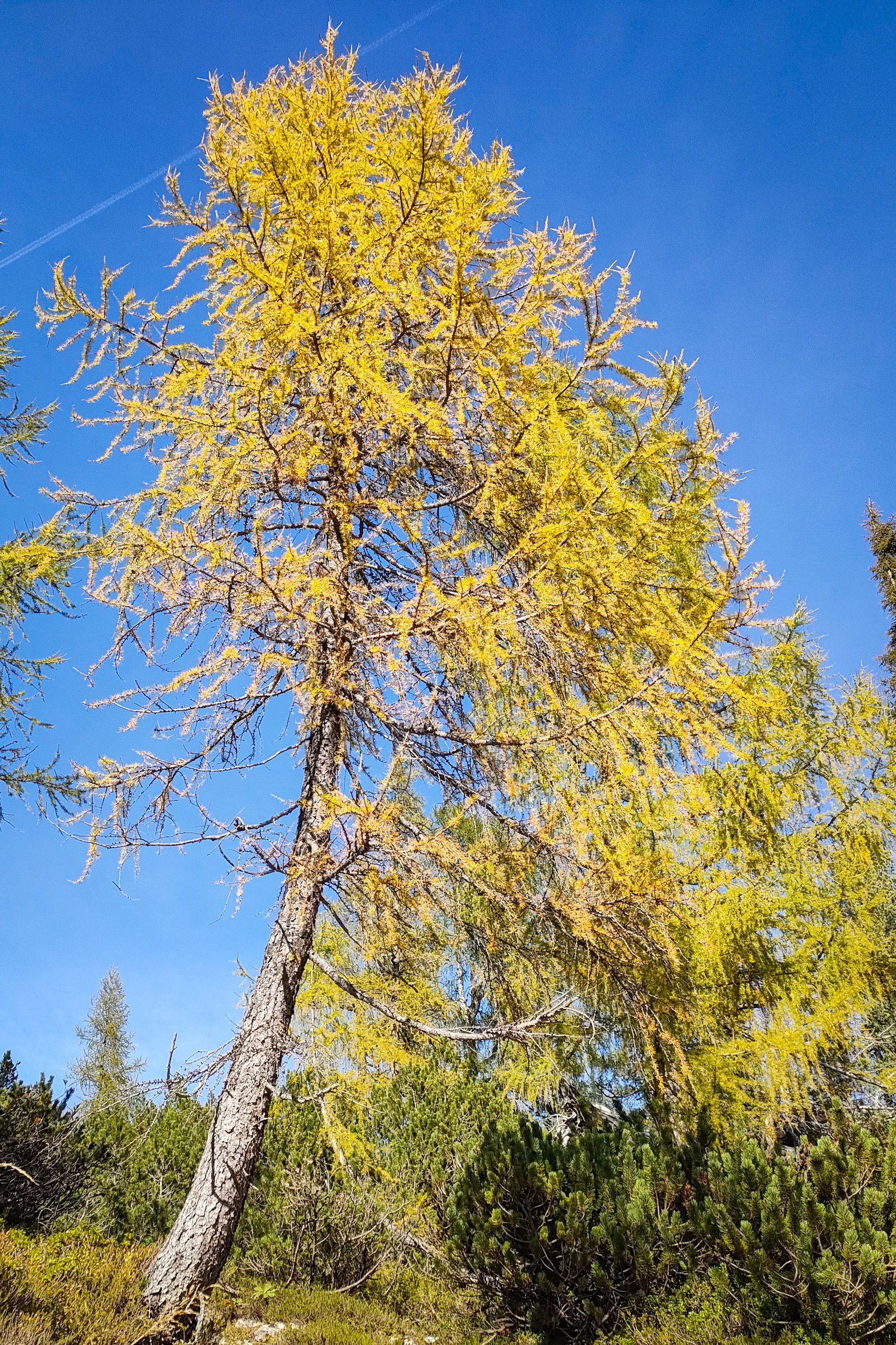 Die Lärchen und der Herbst – welch schöne Kombination. Fotos: Manfred Hinteregger