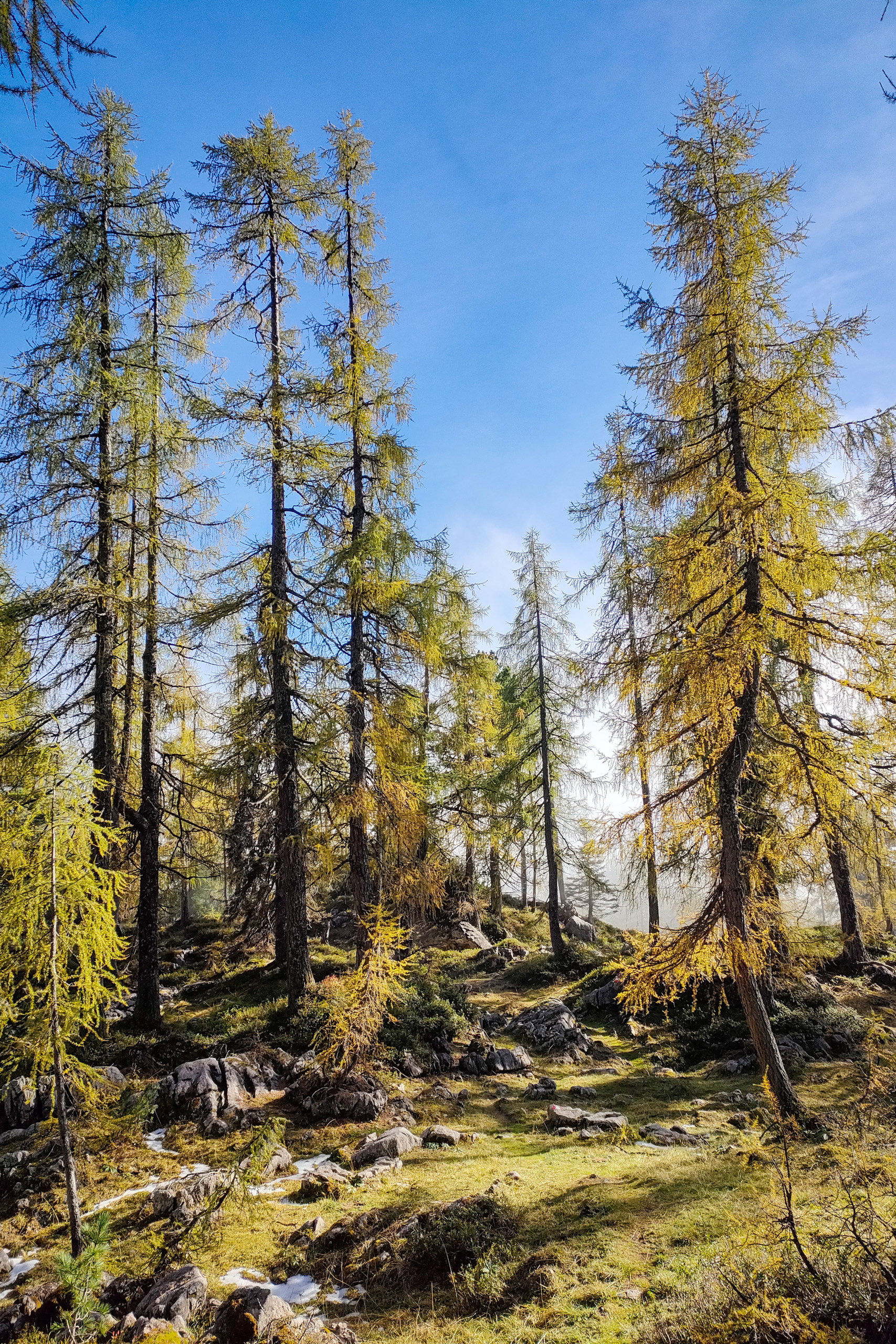 Die Lärchen und der Herbst – welch schöne Kombination. Fotos: Manfred Hinteregger