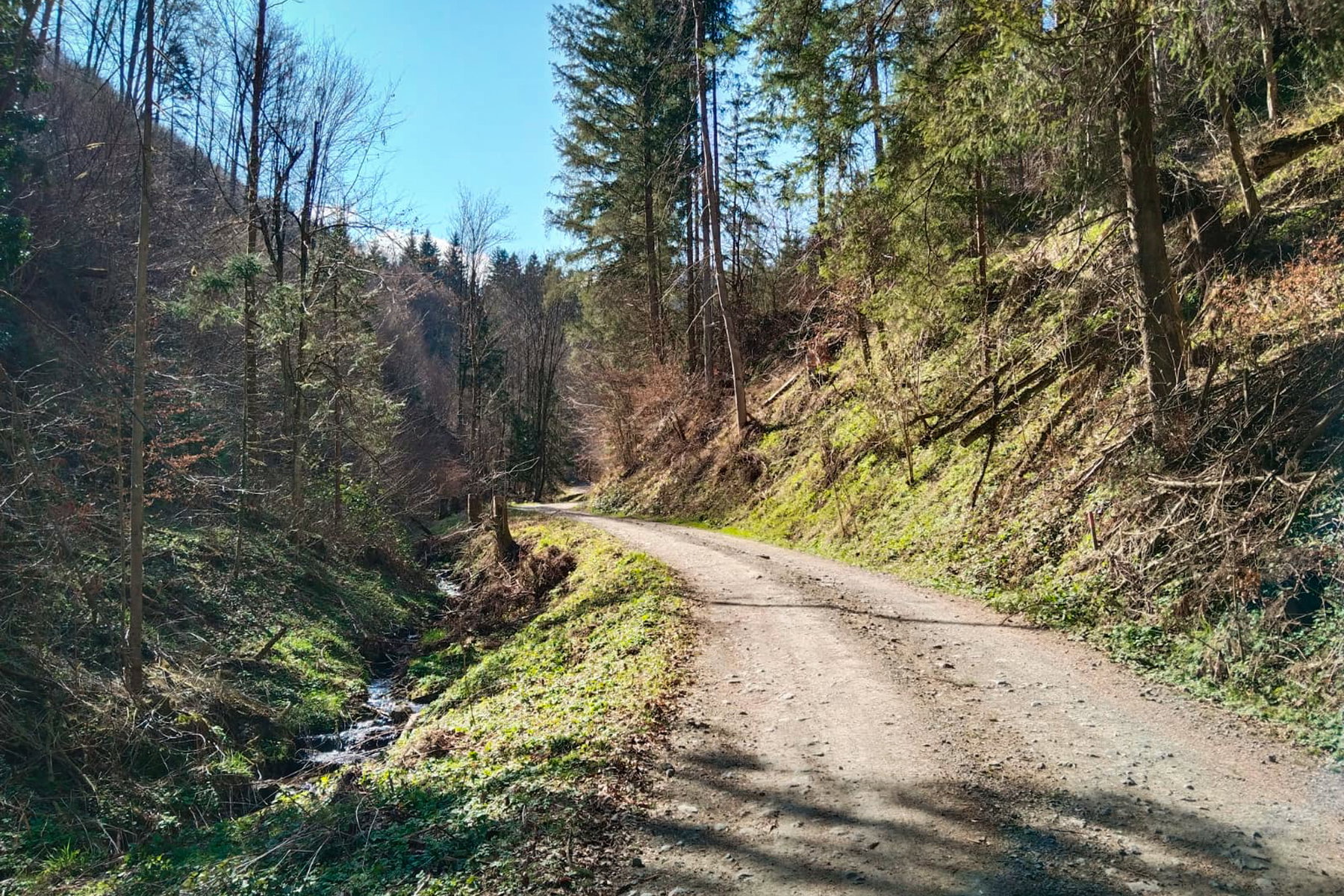 Der Forststraße wird jedoch nur kurz gefolgt. Foto: Tobias Brugger