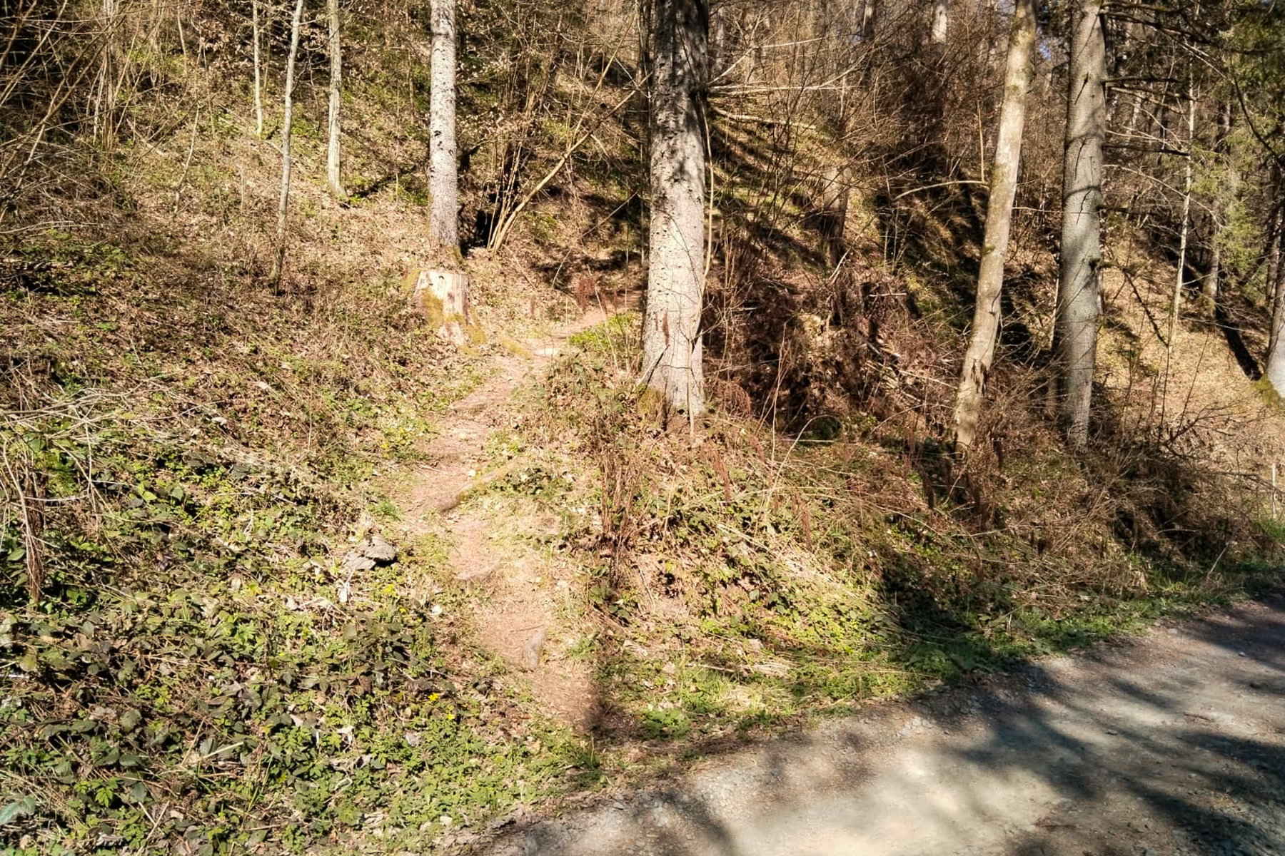 Bald schon zweigt rechterhand ein Steiglein in den Wald hinauf – der Promillesteig. Foto: Tobias Brugger
