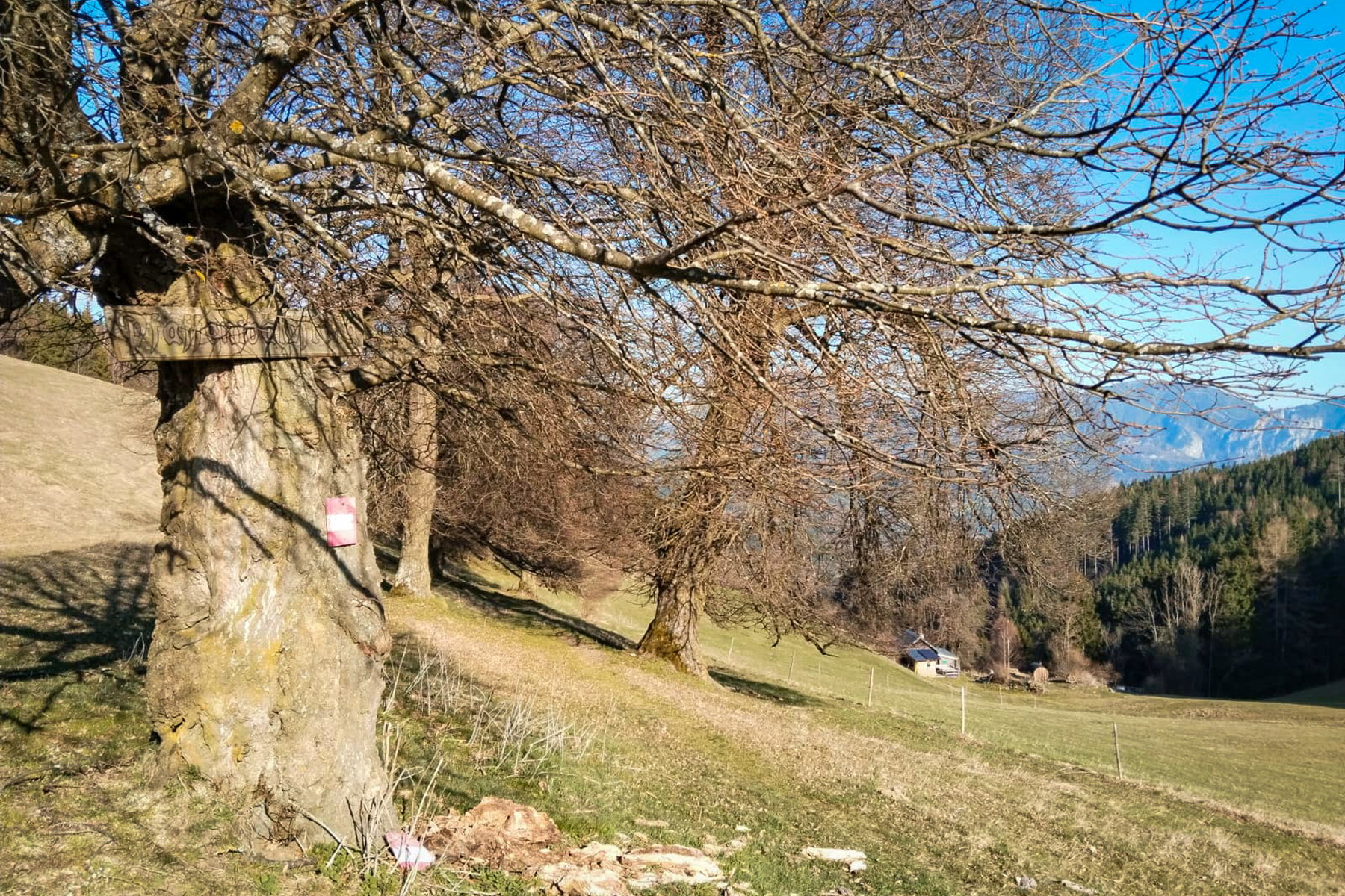 Ein nicht ganz einfach lesbares Schild deutet den Beginn des Pfaffenwaldsteigs auf der Schweizeben an. Foto: Tobias Brugger