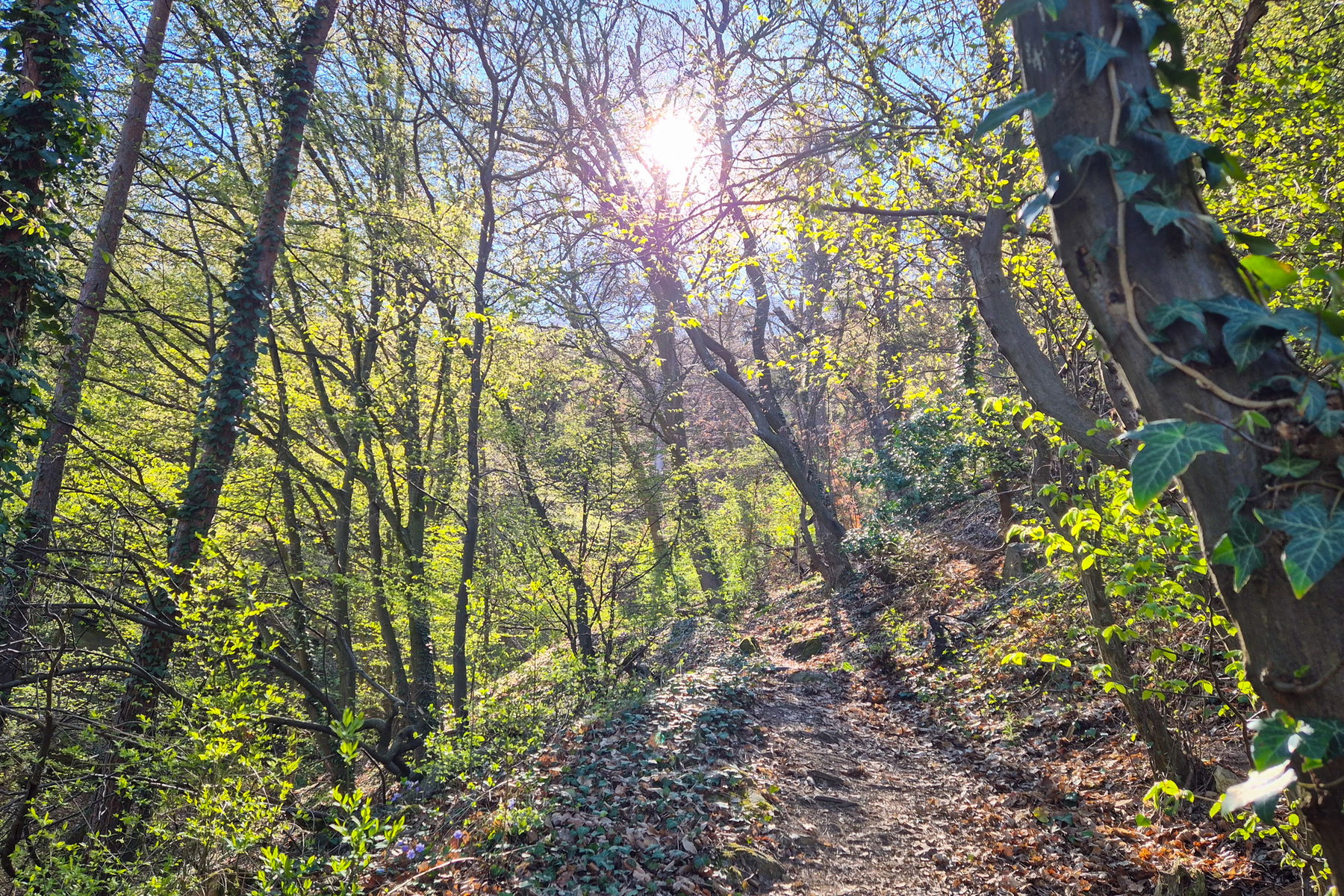 Die ersten Meter bergauf durch den Wald in der Sonne. Foto: Linda Prähauser
