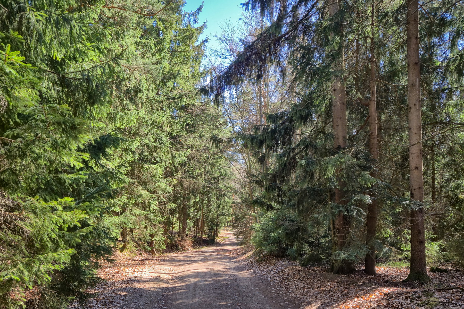 Es geht meist über Forststraßen vom Seekopf nach Maria Langegg. Foto: Linda Prähauser