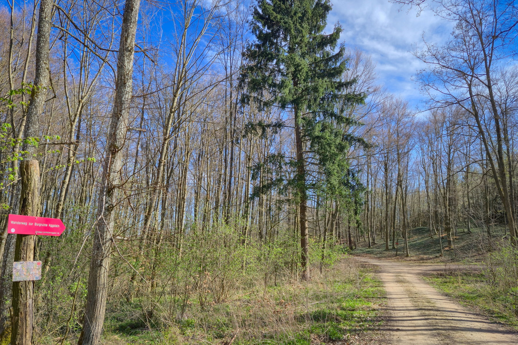 Der Wanderweg über Forststraßen zur Burgruine Aggstein. Foto: Linda Prähauser