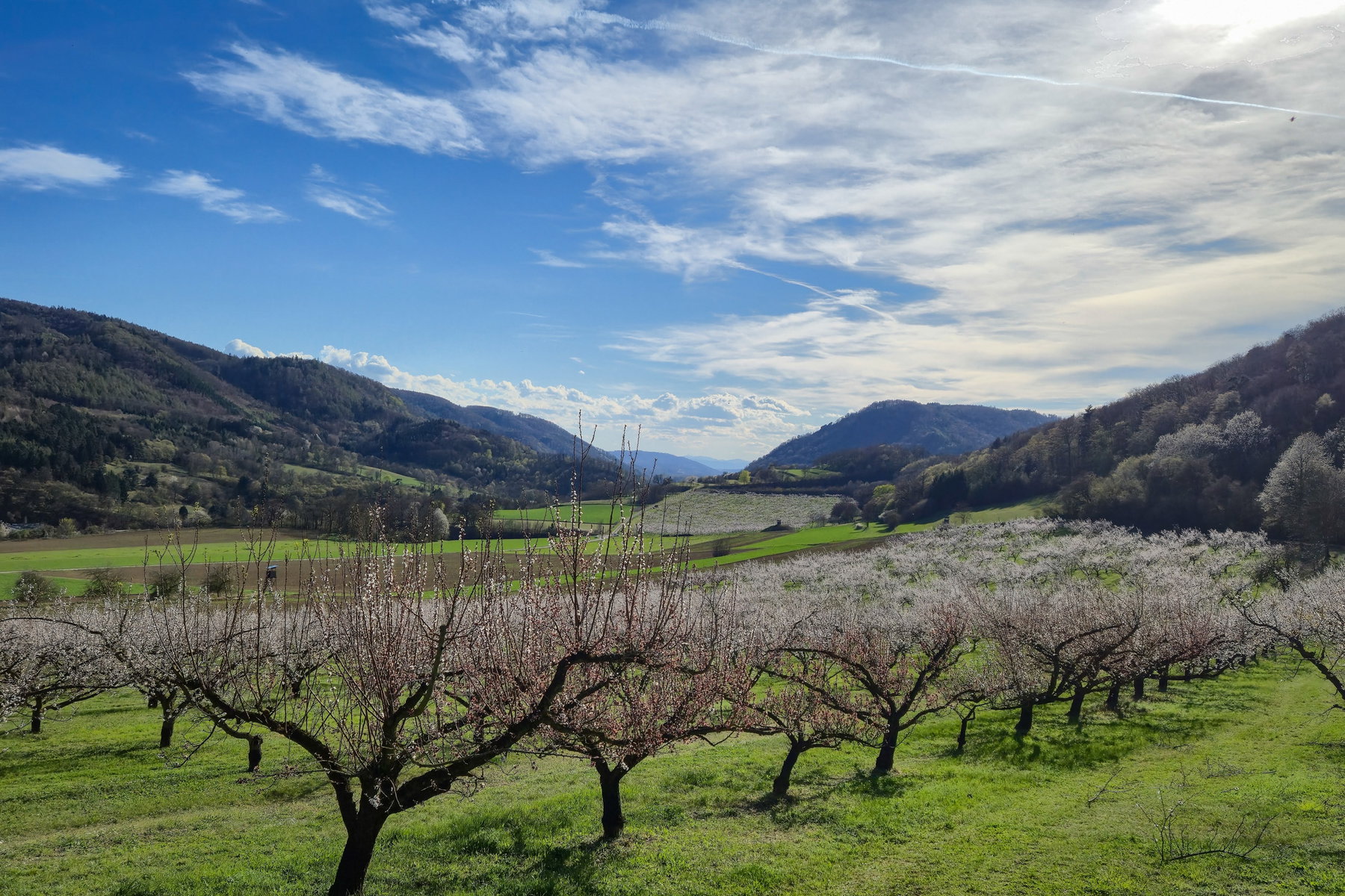 Auf den letzten Metern sehe ich dann endlich die Marillenblüte. Foto: Linda Prähauser