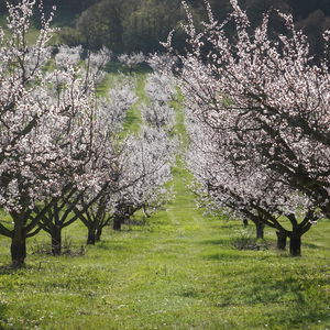 Frühling in der Wachau: Marillenblüte, Aussichtspunkt Seekopf und Burgruine Aggstein