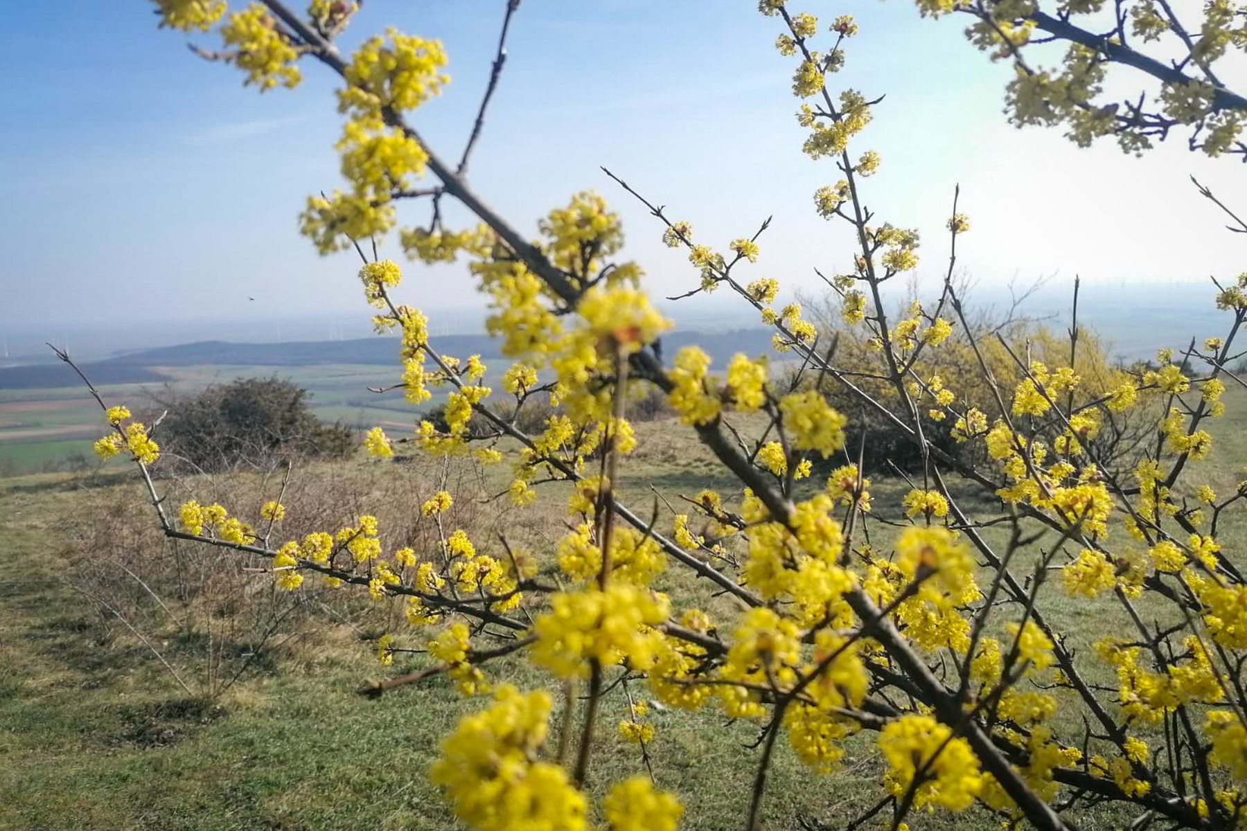 Es blüht in der Heide. Foto: Sarah Pallauf