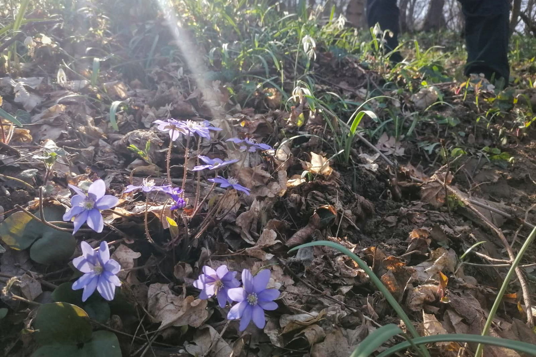 Frühlingstour mit Blumen. Foto: Sarah Pallauf