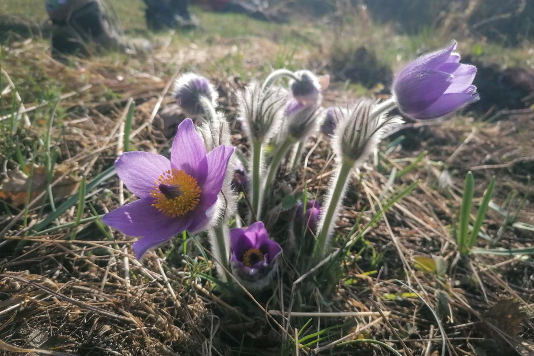 Und noch mehr Blumen! Foto: Sarah Pallauf