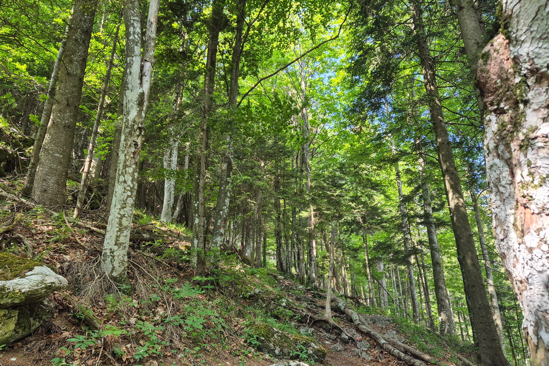 Aufstieg zur Dürren Leiten durch den Wald. Foto: Linda Prähauser