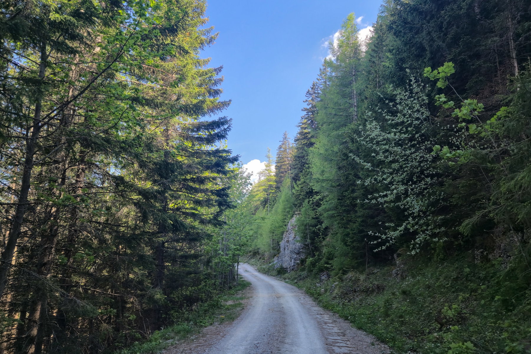 Über eine gemütliche Forststraße geht es vom Krummbachsattel zum Alplkreuz. Foto: Linda Prähauser