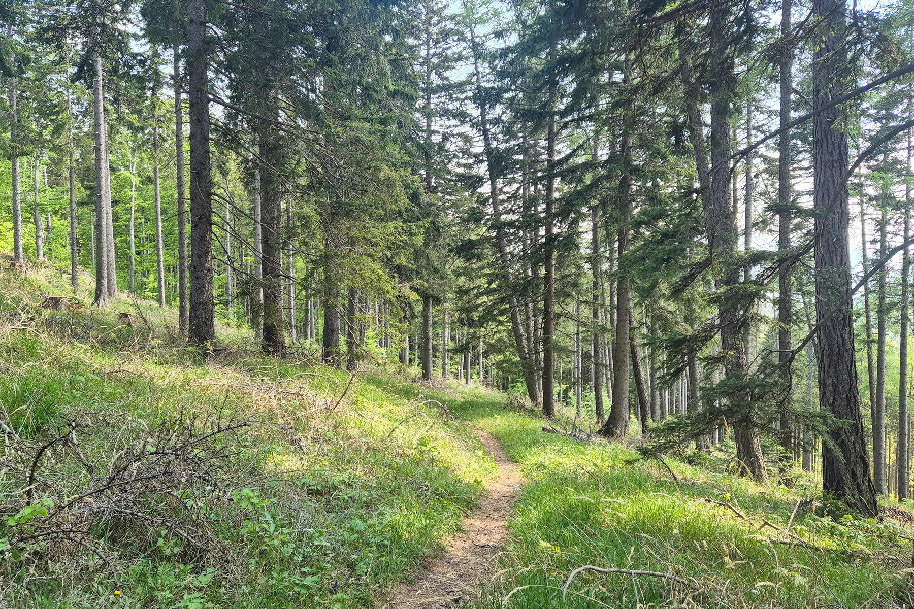 Ich folge dem Waldpfad zum Lakaboden. Foto: Linda Prähauser
