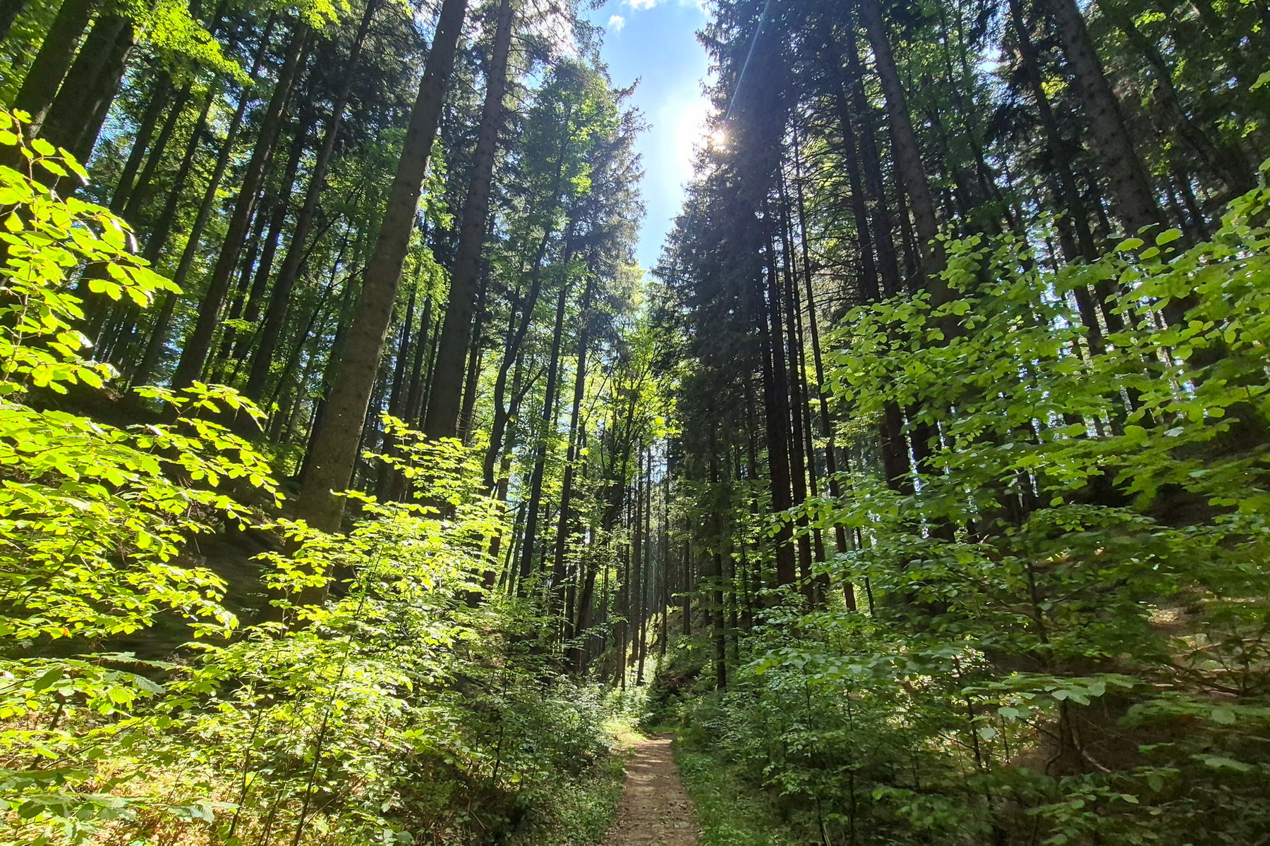Es geht durch einen malerischen Wald in den Lakabodengraben. Foto: Linda Prähauser