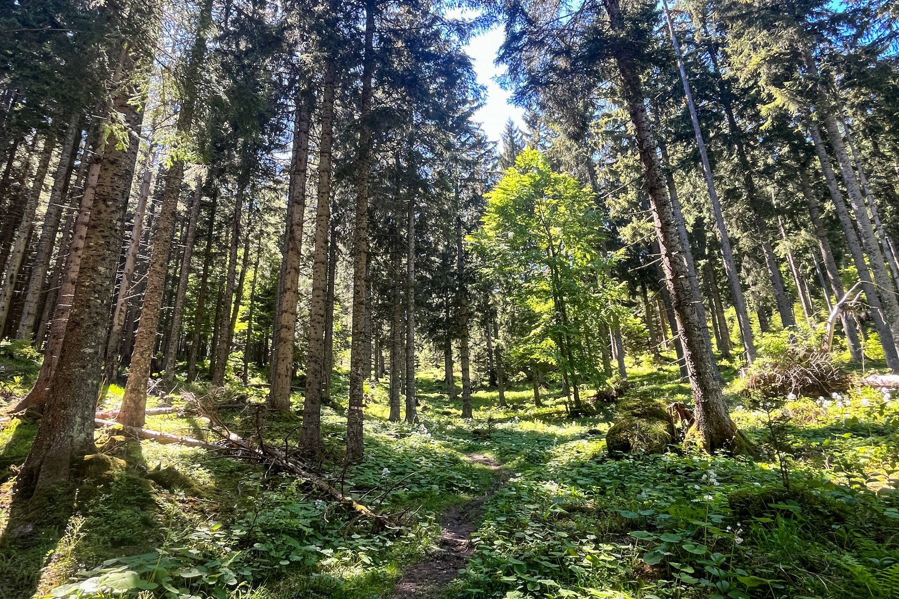 Aufstieg durch den Wald. Foto: Birgit Matzinger