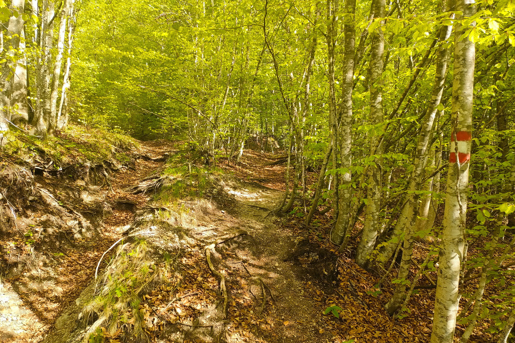 Durch den saftig-grünen Buchenwald – etwas später Blicke Richtung Bad Goisern und dann der erste volle Dachstein- und Hallstättersee-Blick. Fotos: Manfred Hinteregger
