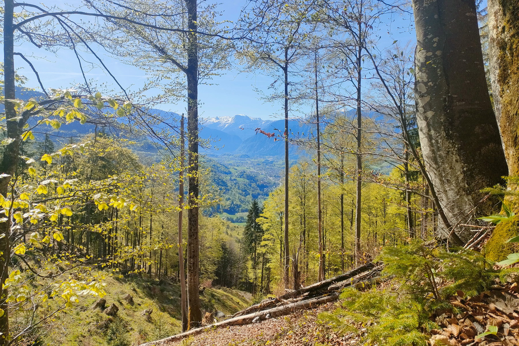 Durch den saftig-grünen Buchenwald – etwas später Blicke Richtung Bad Goisern und dann der erste volle Dachstein- und Hallstättersee-Blick. Fotos: Manfred Hinteregger