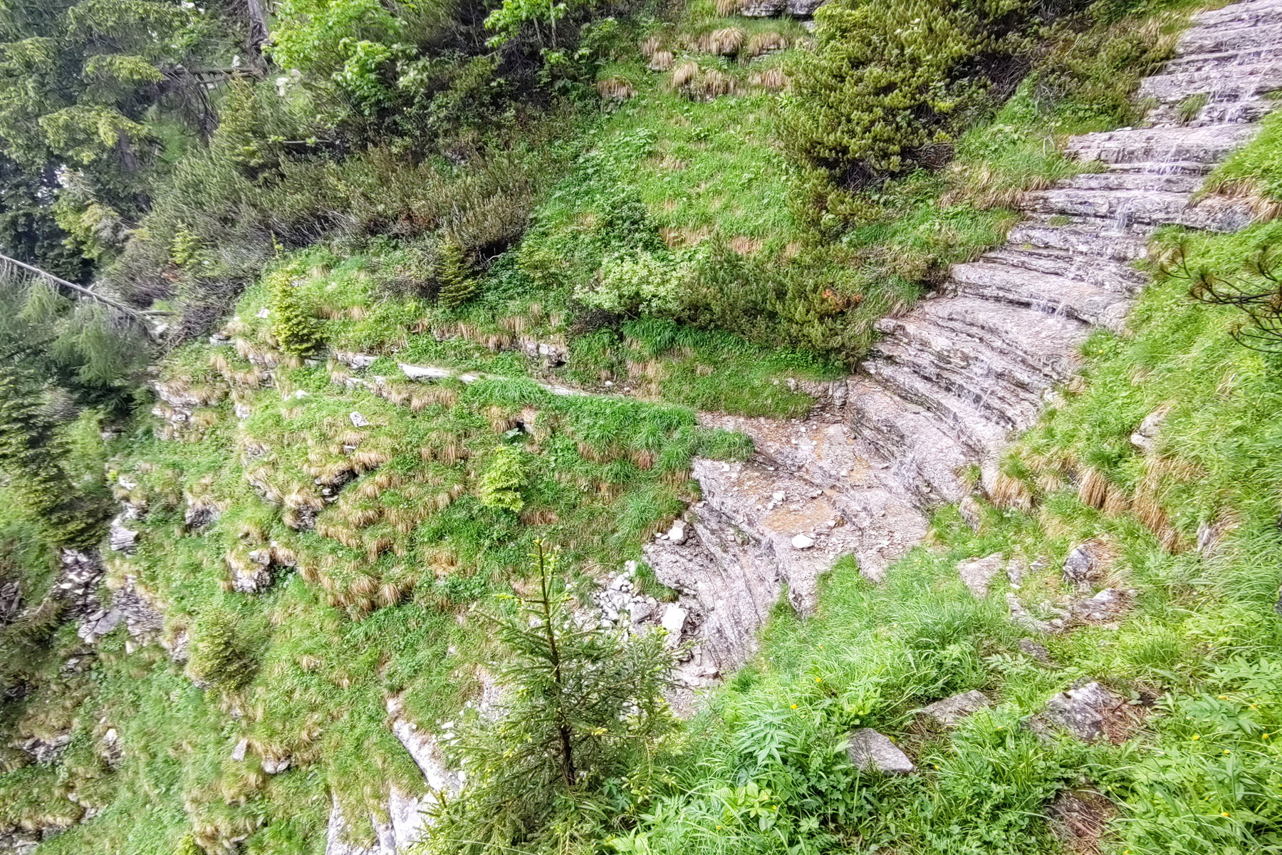 Taugl – die Halskrause