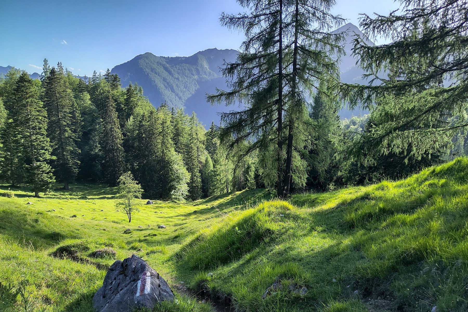 Eine Kuh müsste man sein – oder eine Gämse? Hinten das Sonntagshorn. Foto: Karl Plohovich