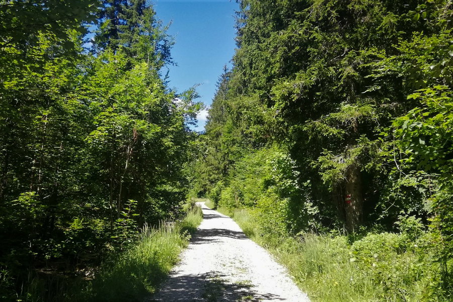 Gemütliche Forststraße im Grünen. Foto: Sarah Stainer